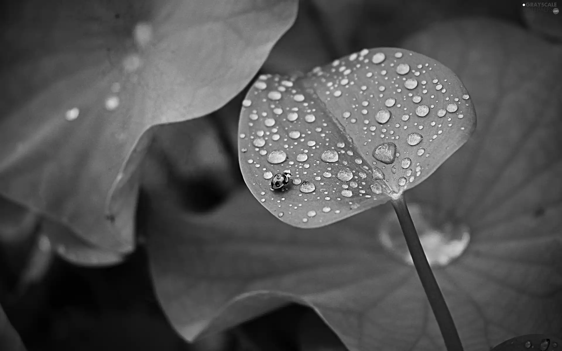 drops, rain, Green, leaf, ladybird