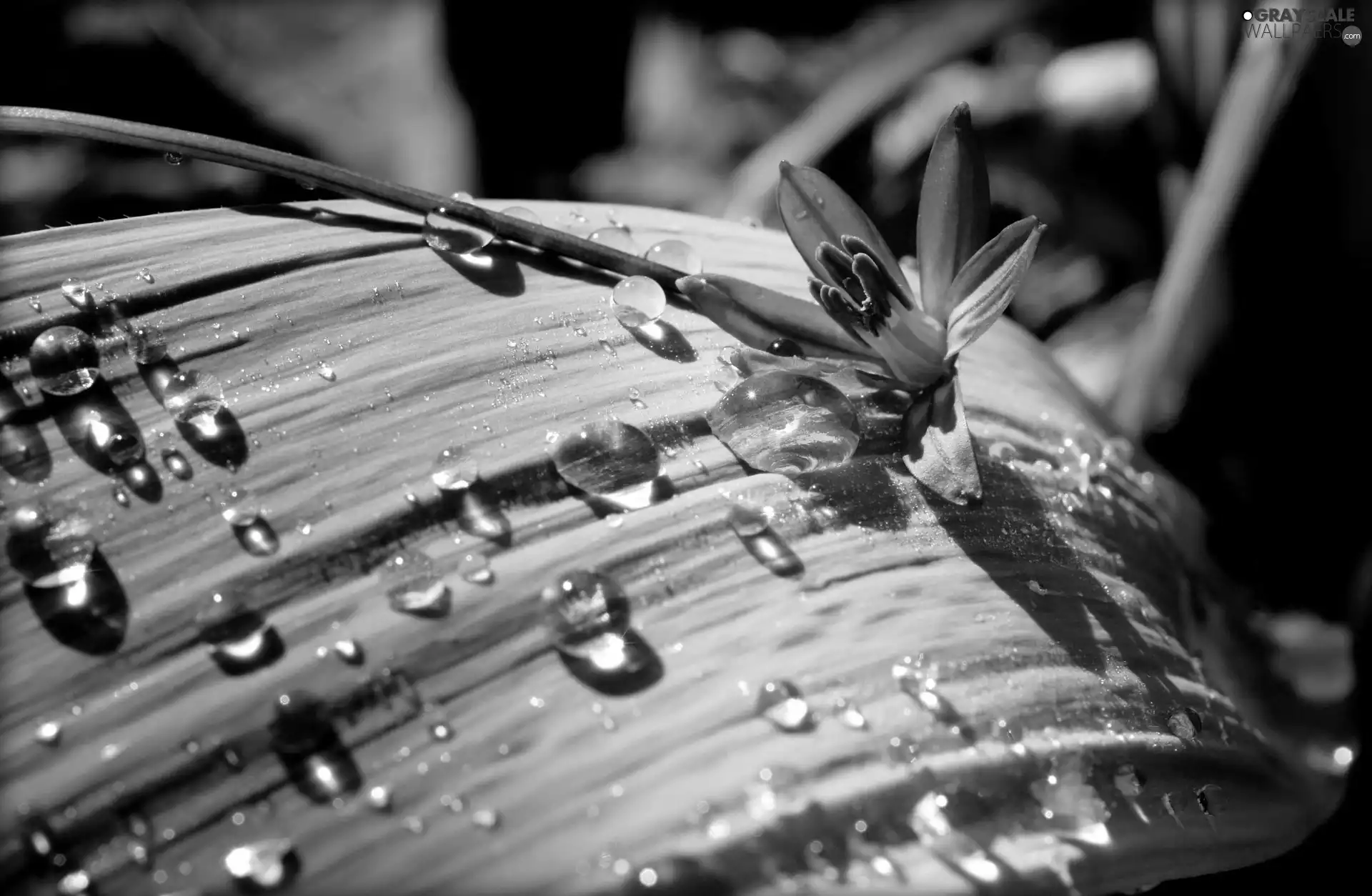 Flower, leaf, drops, Rain, squill, blue