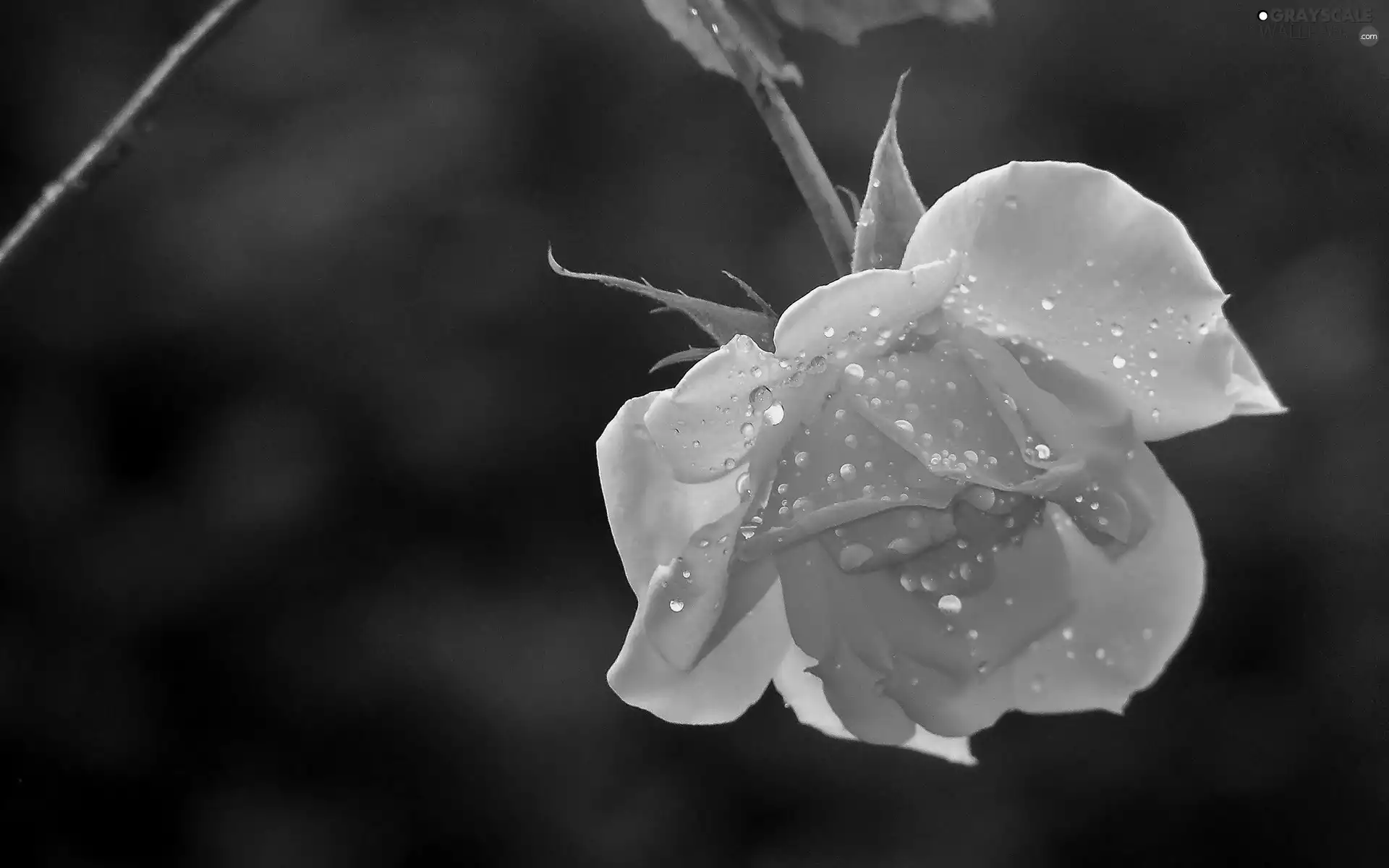 drops, tea, rose