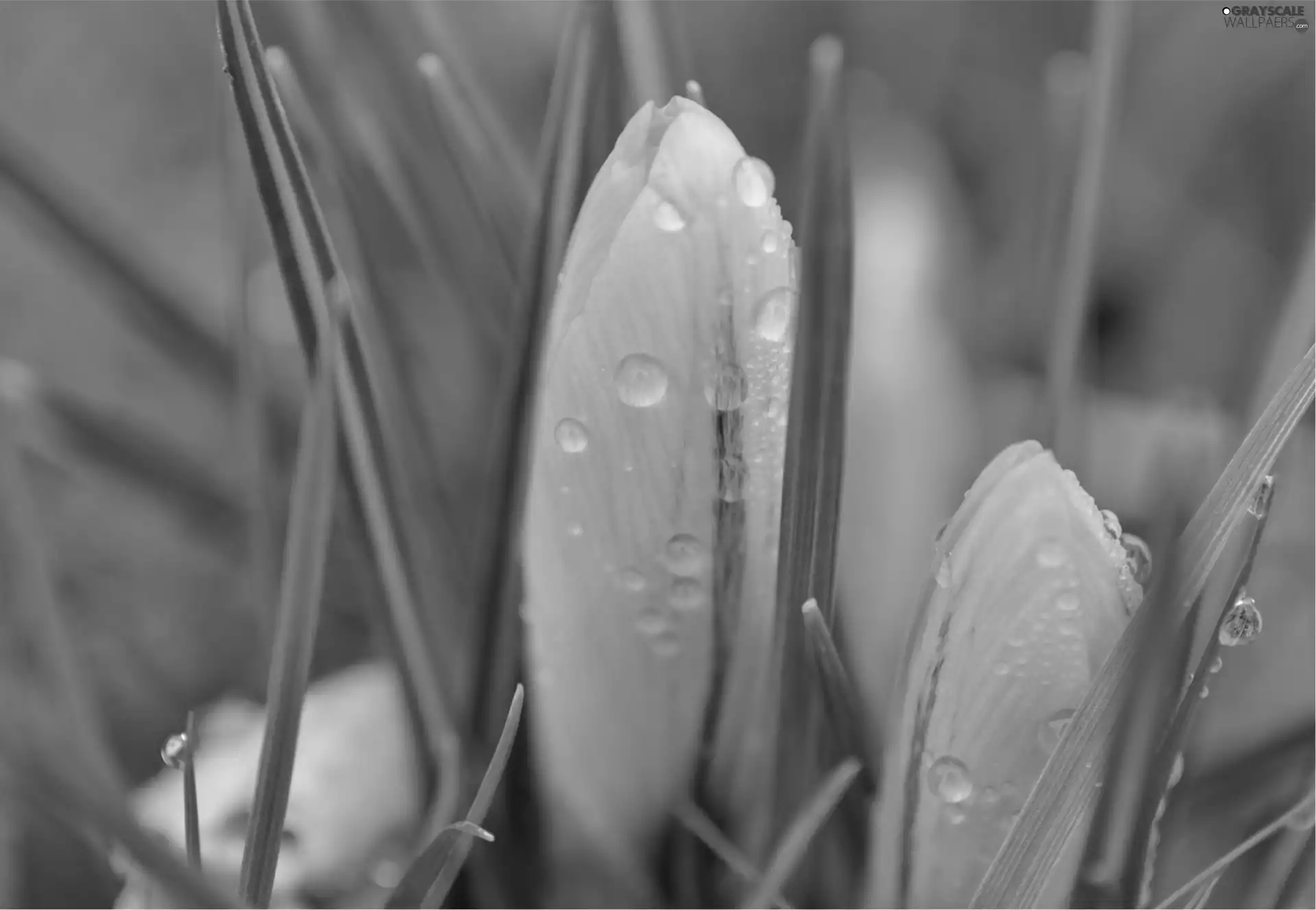 drops, Rosy, crocuses, Spring, Yellow