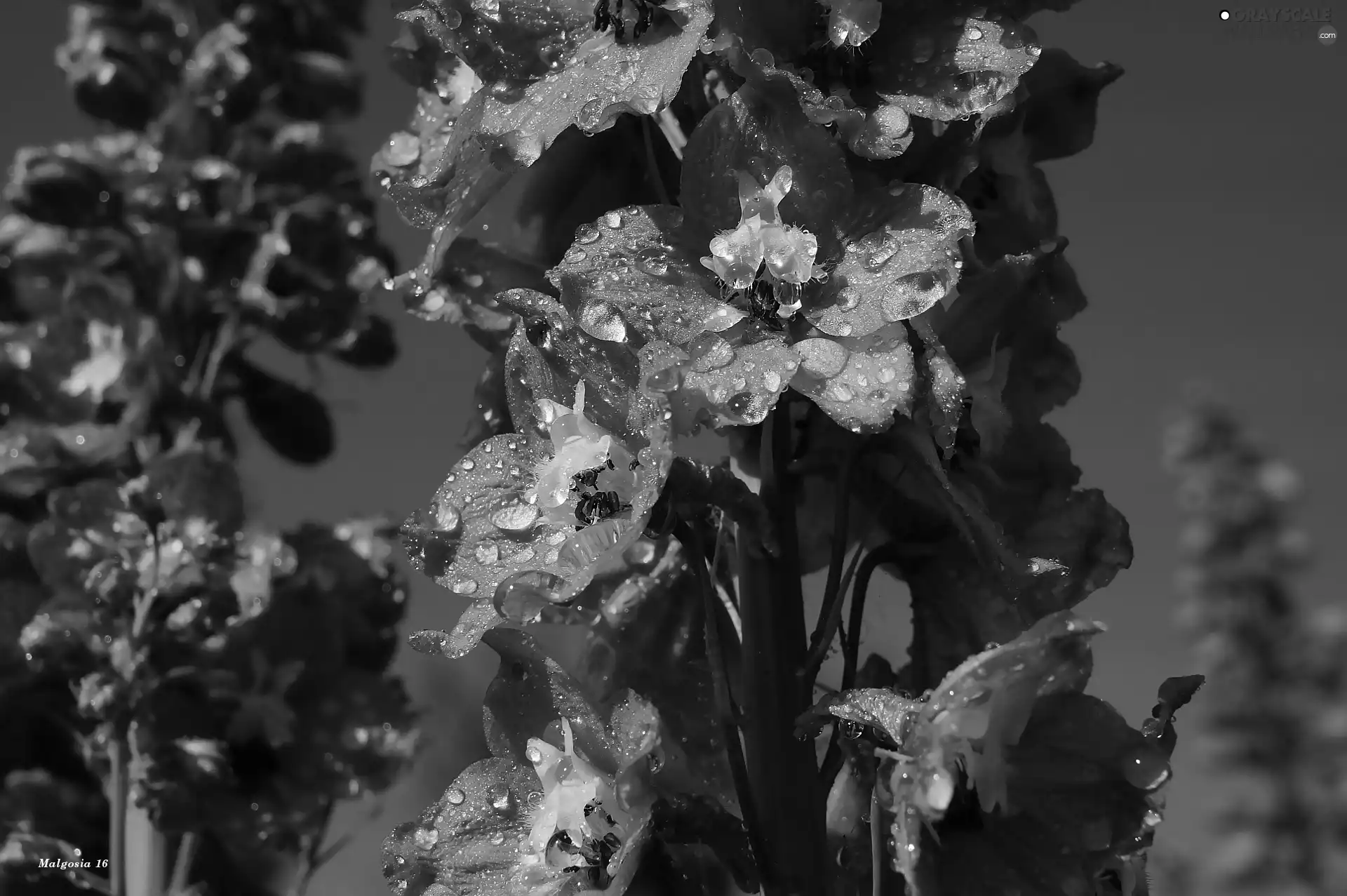 drops, Sky, Blue, Delphinium, Flowers