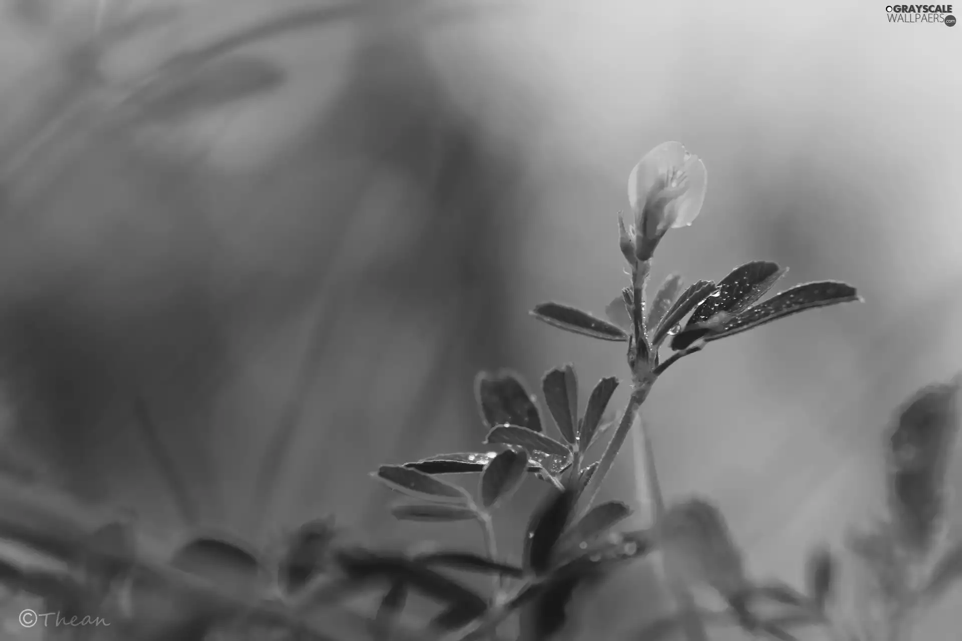 small, Yellow, drops, Flower