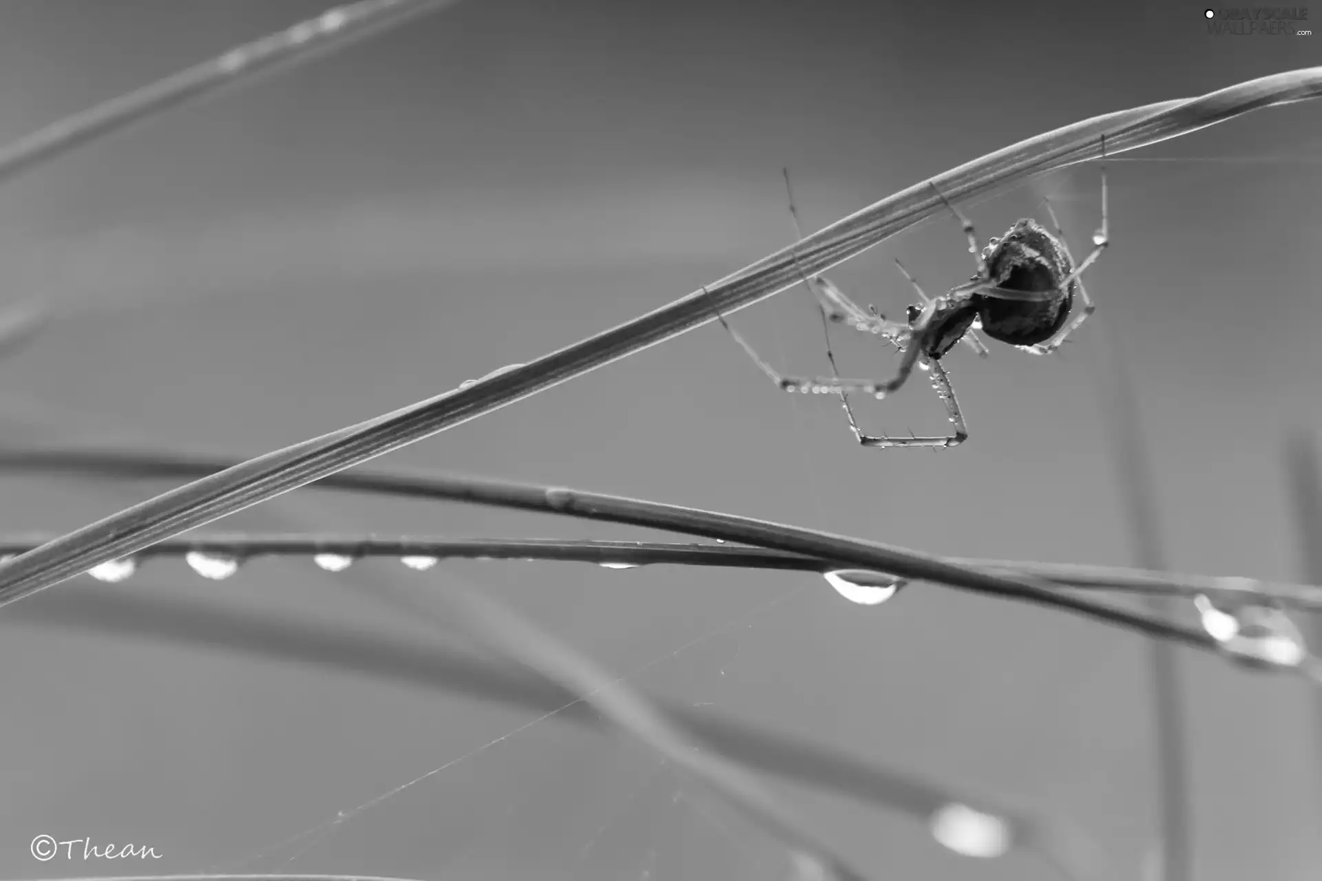 Spider, blades, drops, grass