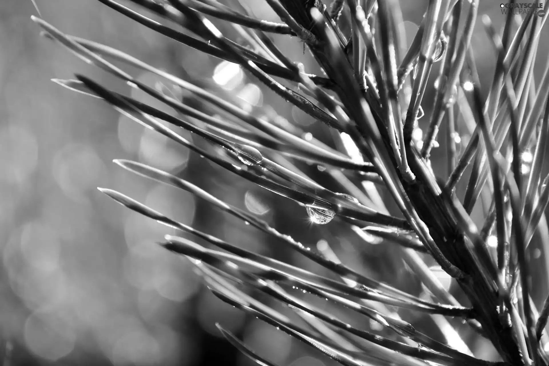 spruce, drops