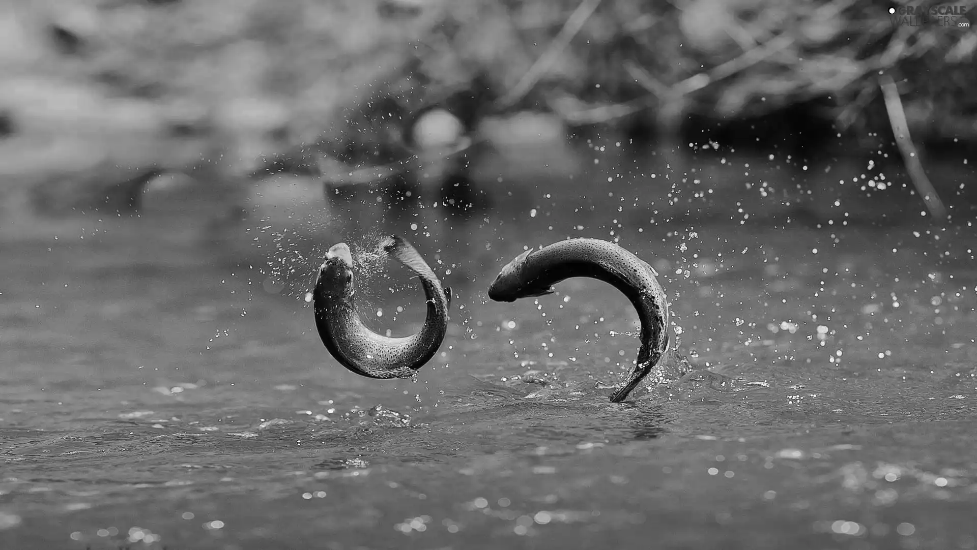 trout, water, drops, jump