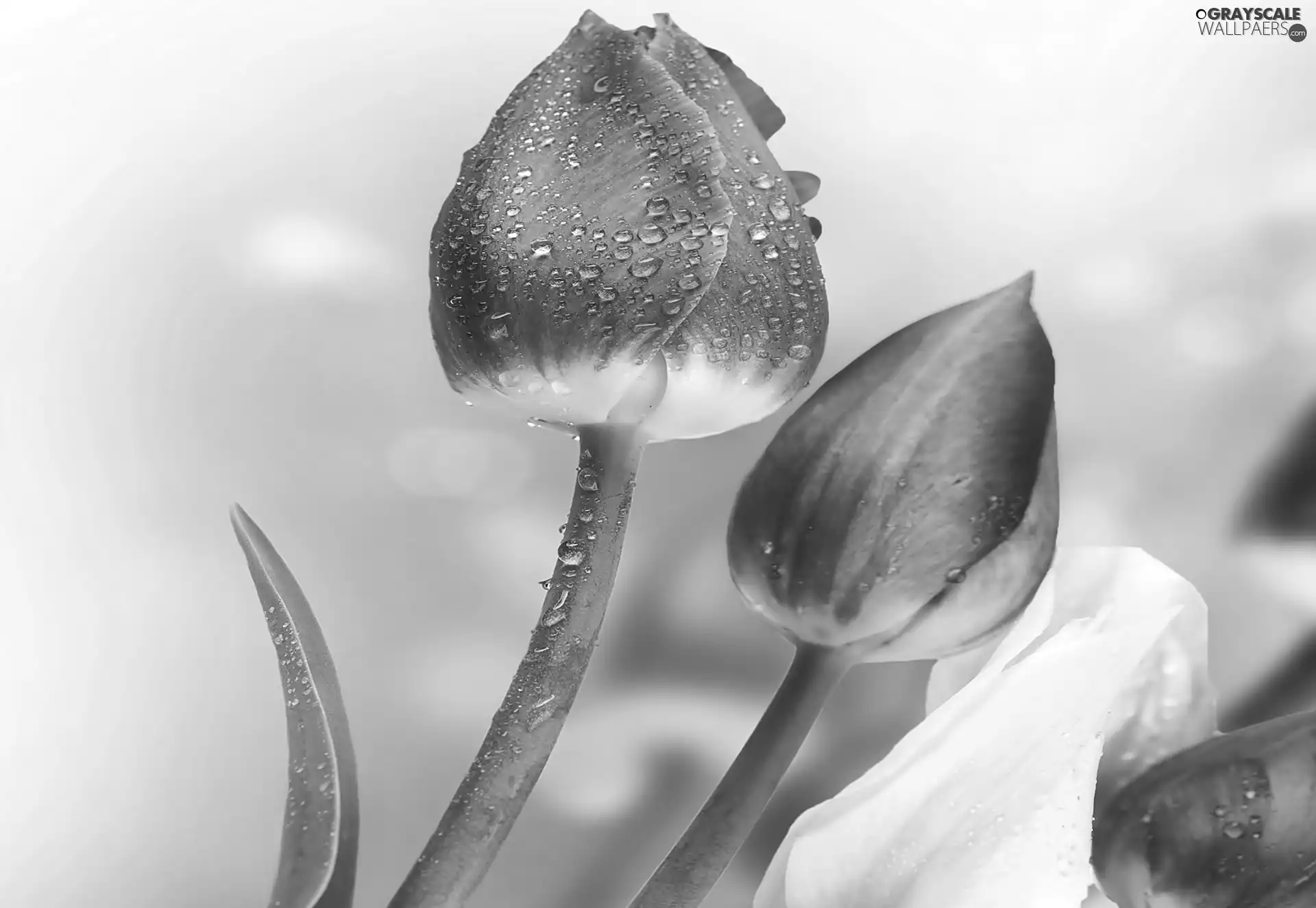 drops, Flowers, Tulips