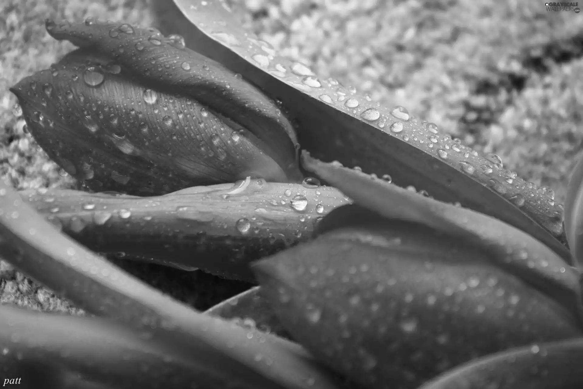 drops, Red, Tulips