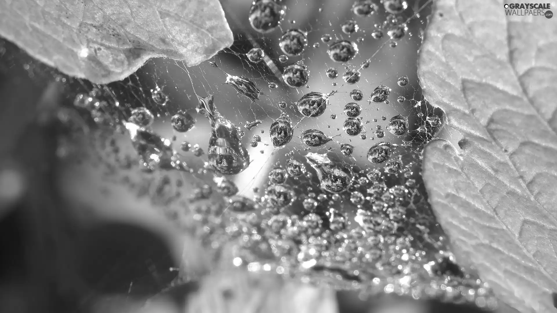 drops, water, Leaf, Web, Close