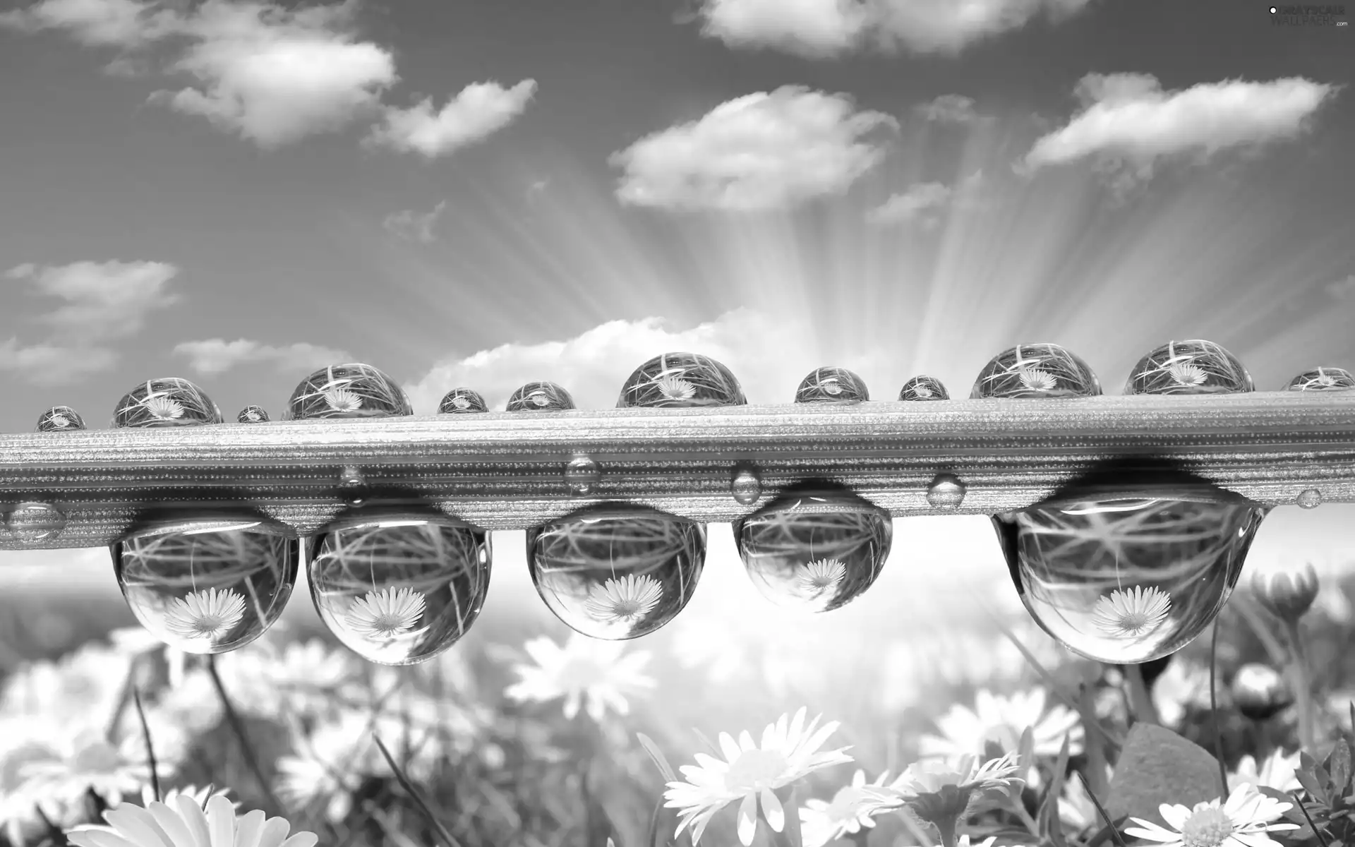 drops, water, sun, daisies, rays