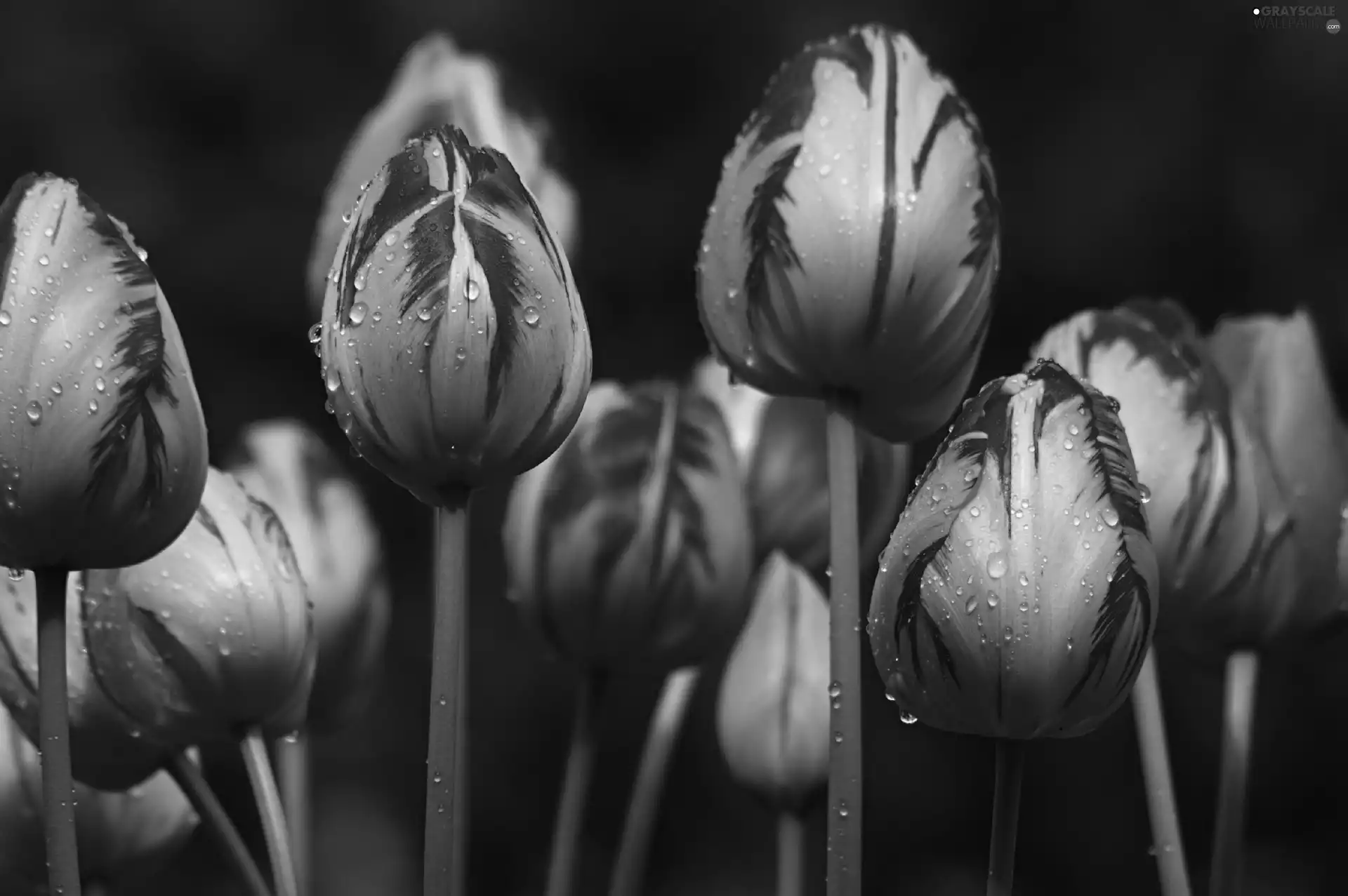 drops, water, Yellow, Tulips, red