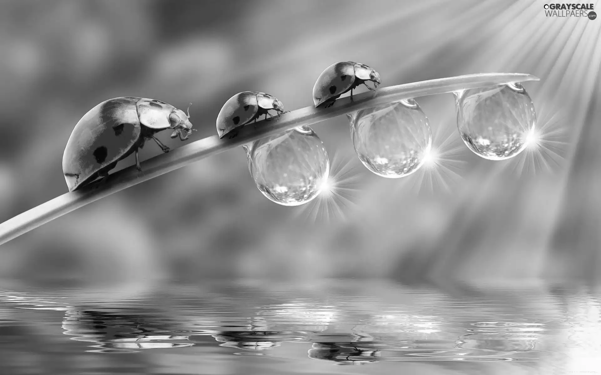 drops, water, ladybugs, leaf, Three