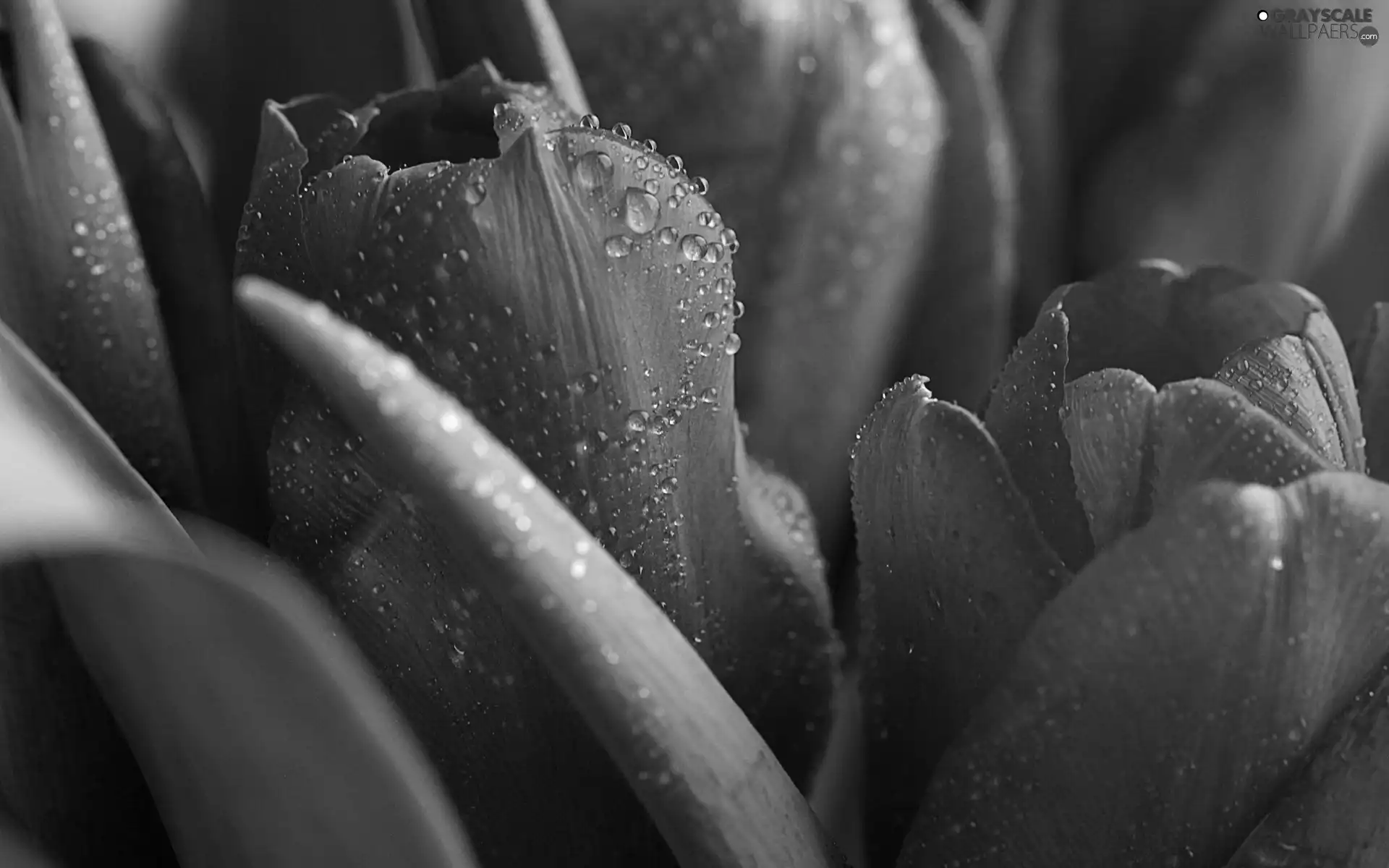 drops, water, Collapsed, flakes, Tulips