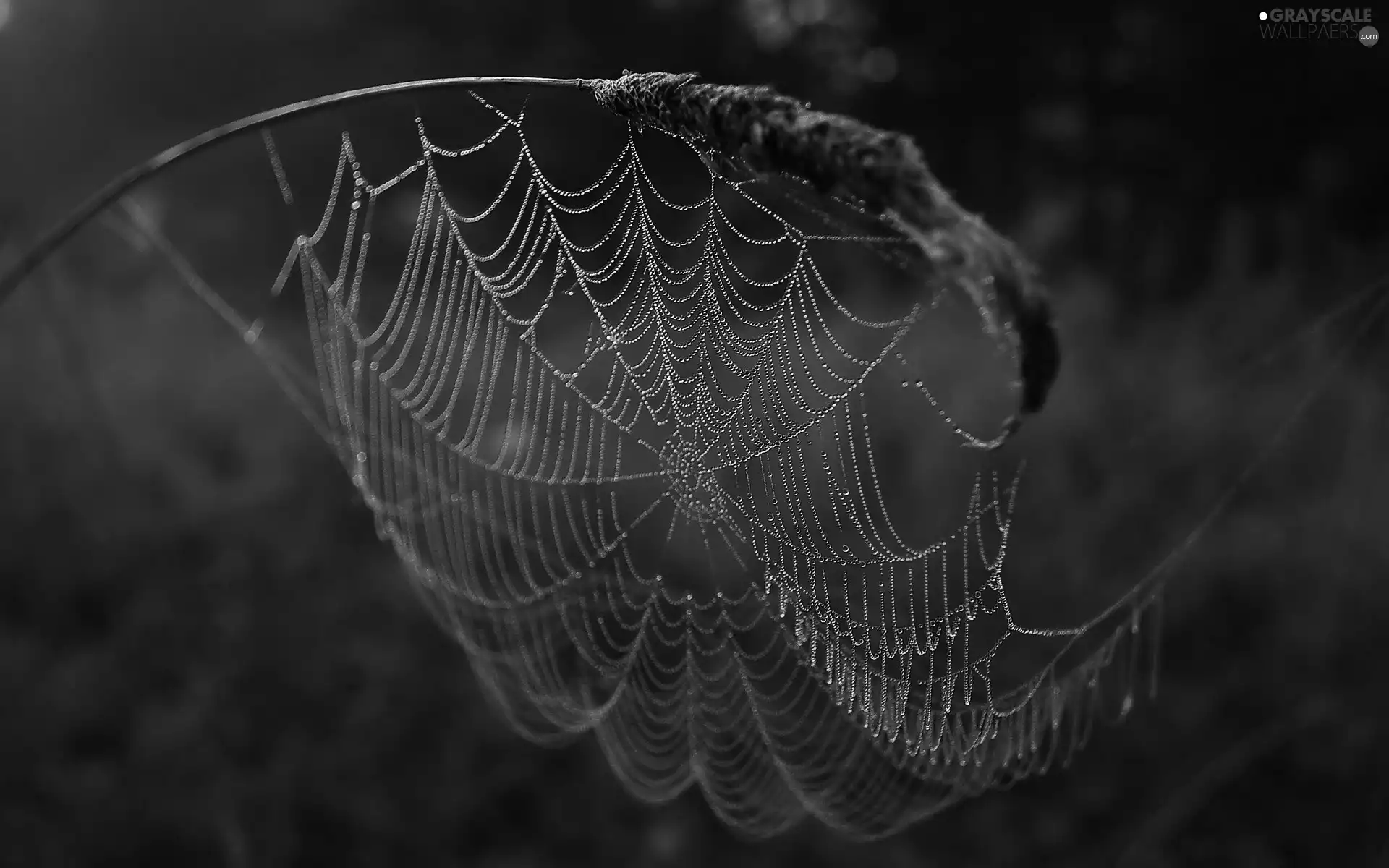 Web, drops