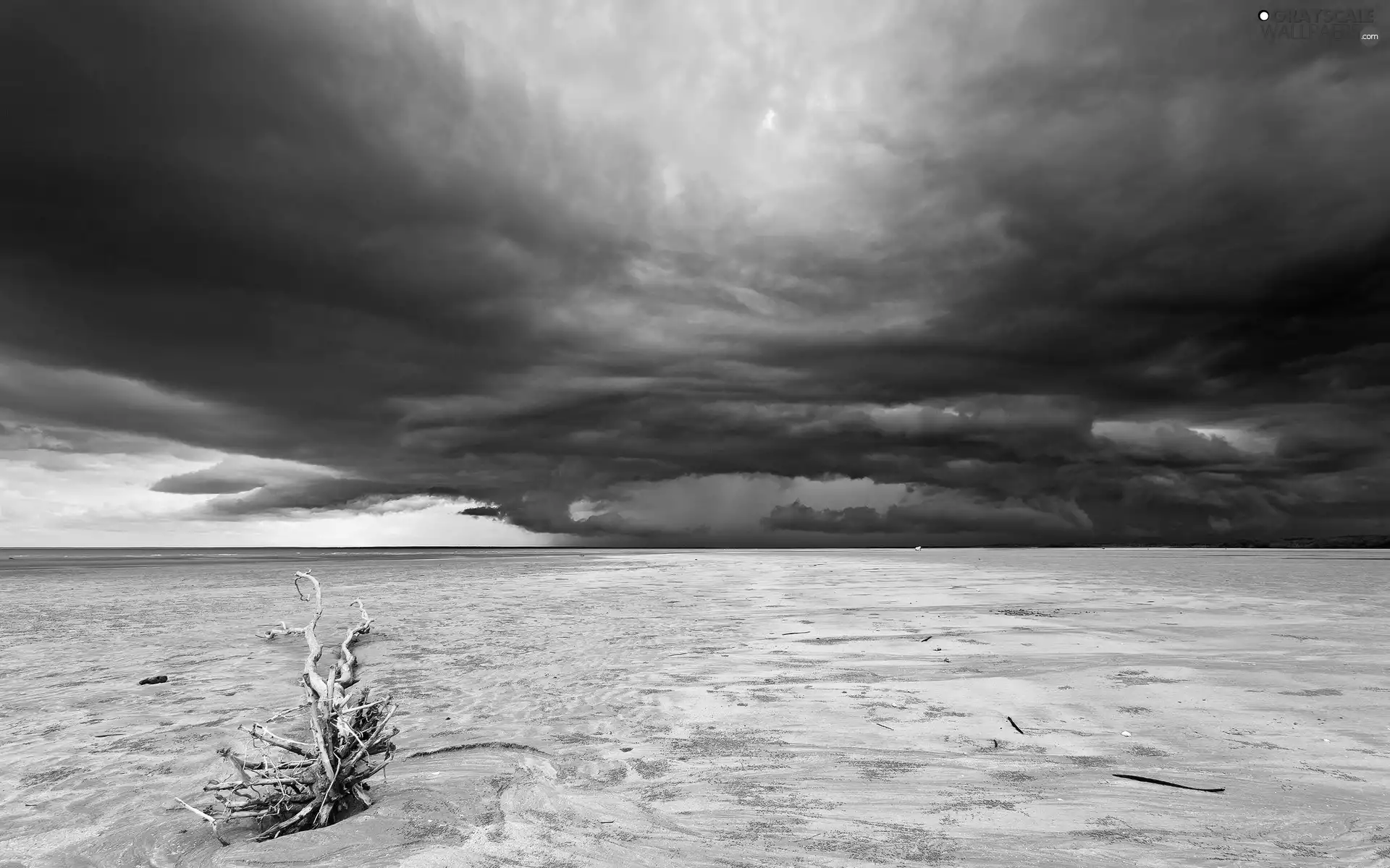 Lod on the beach, Desert, dry