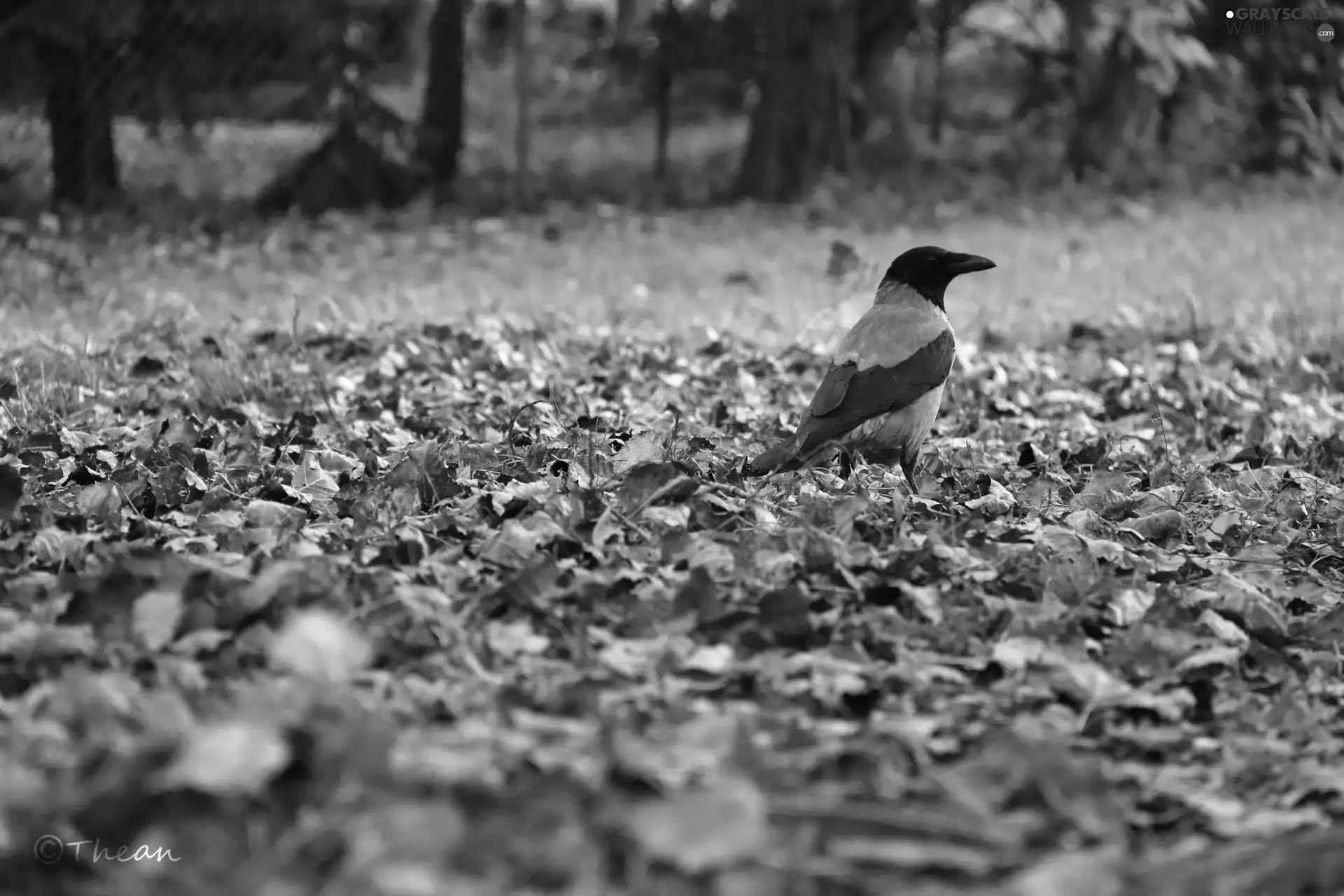 Leaf, Dun Crow, dry