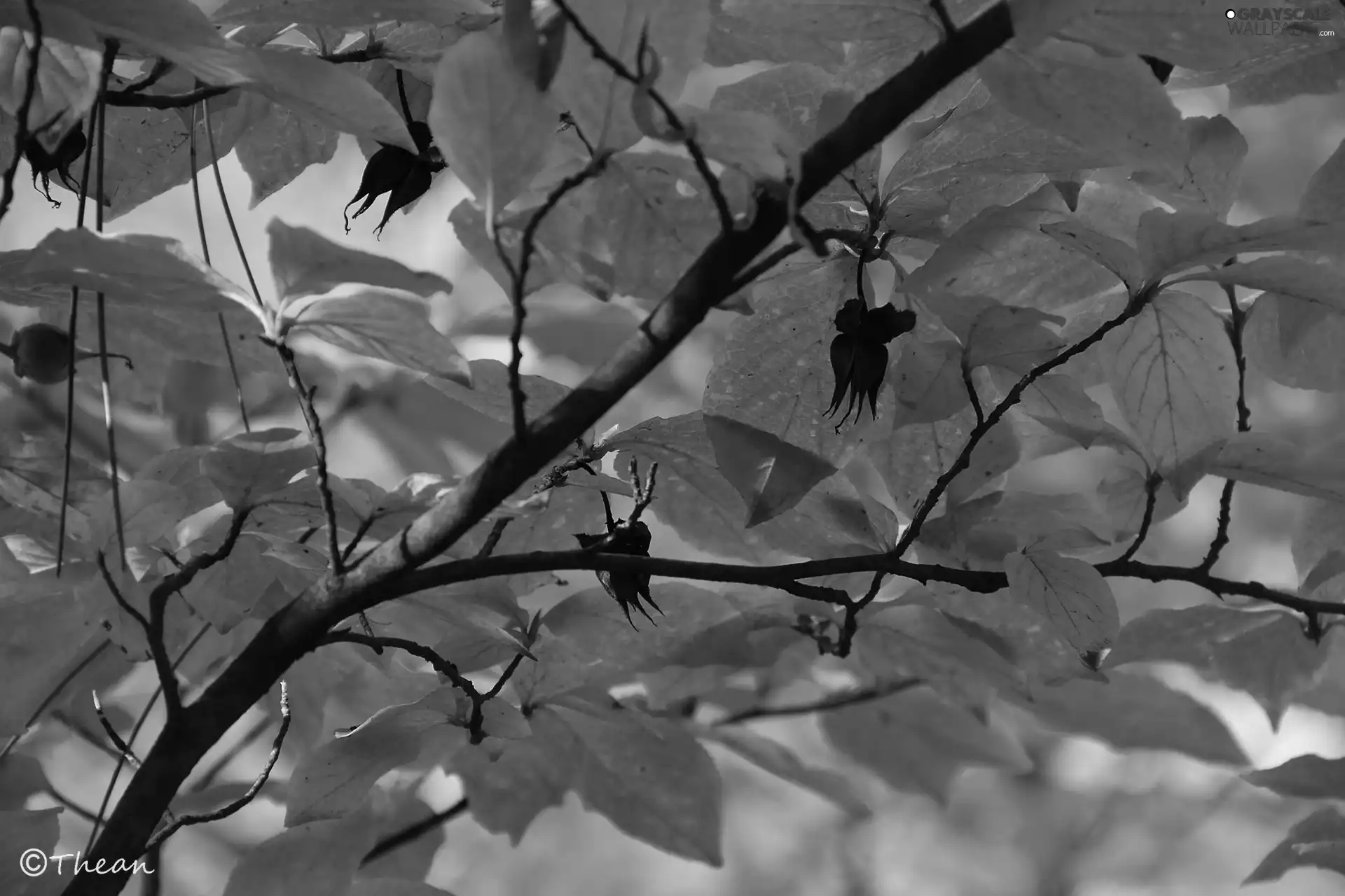 Leaf, Yellow, dry, Fruits, twig, Red