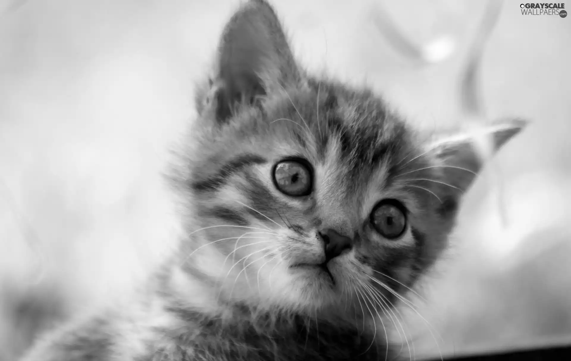 dry, leaf, Blue, Eyes, cat