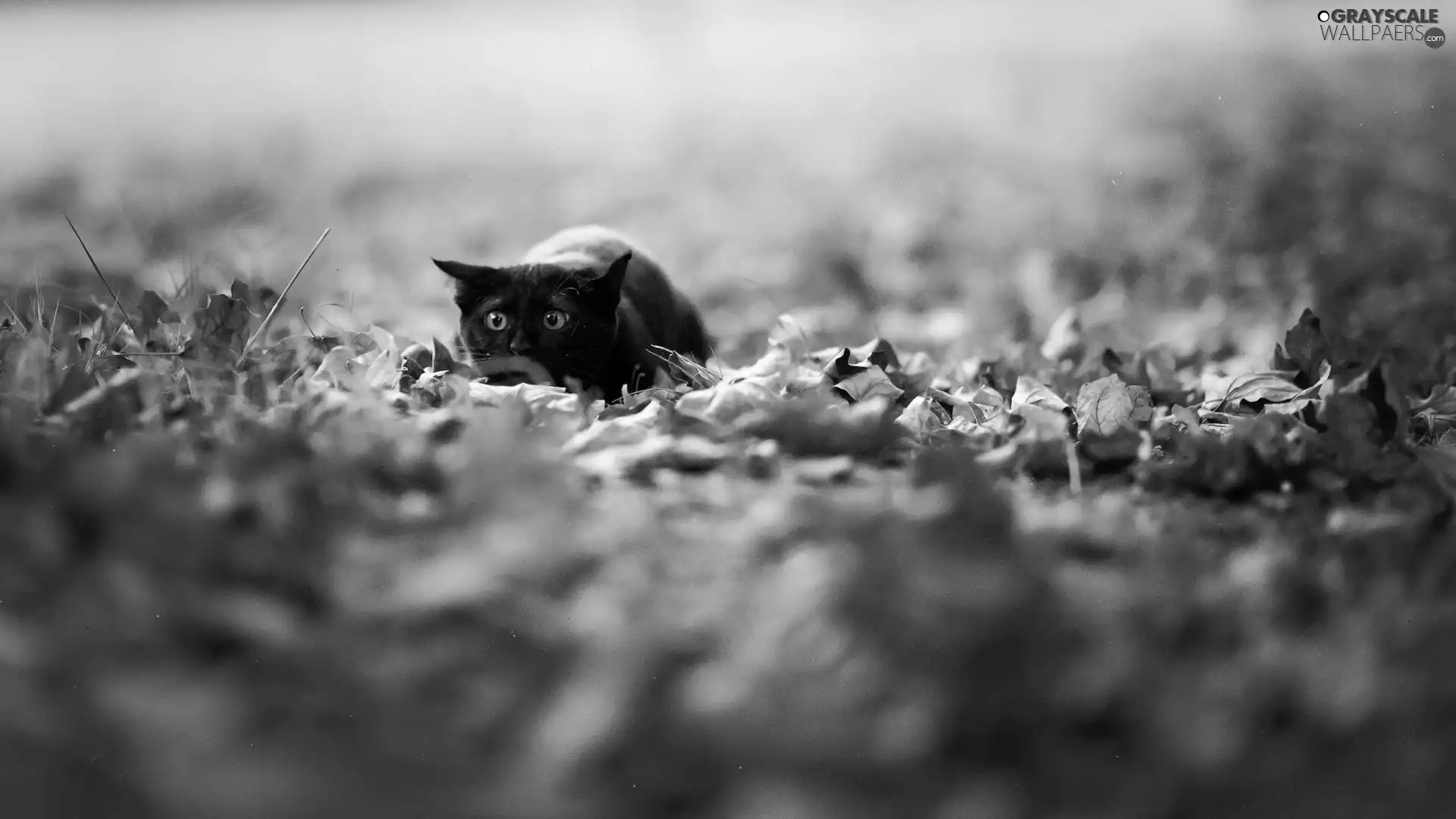 dry, Leaf, cat, The look, Black