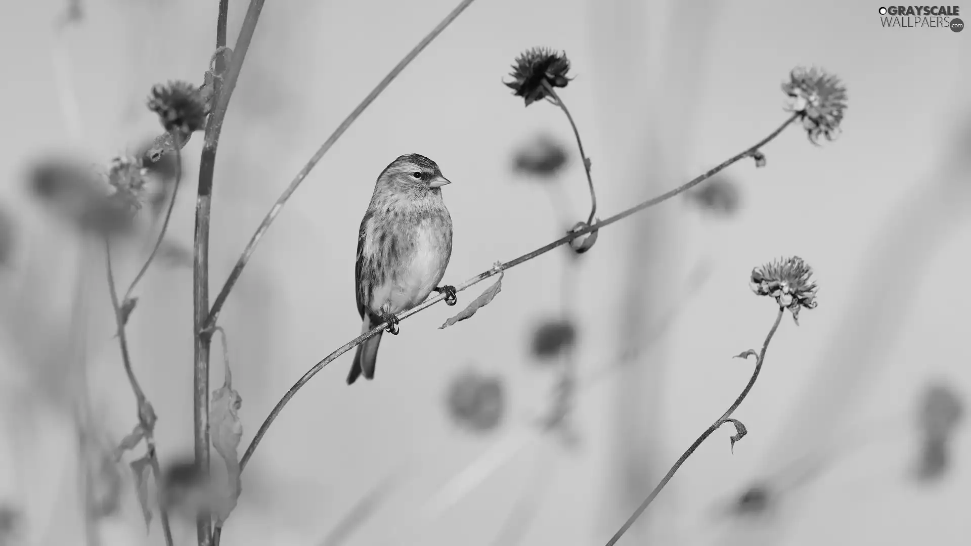 Bird, dry, Plants, Common Redpoll