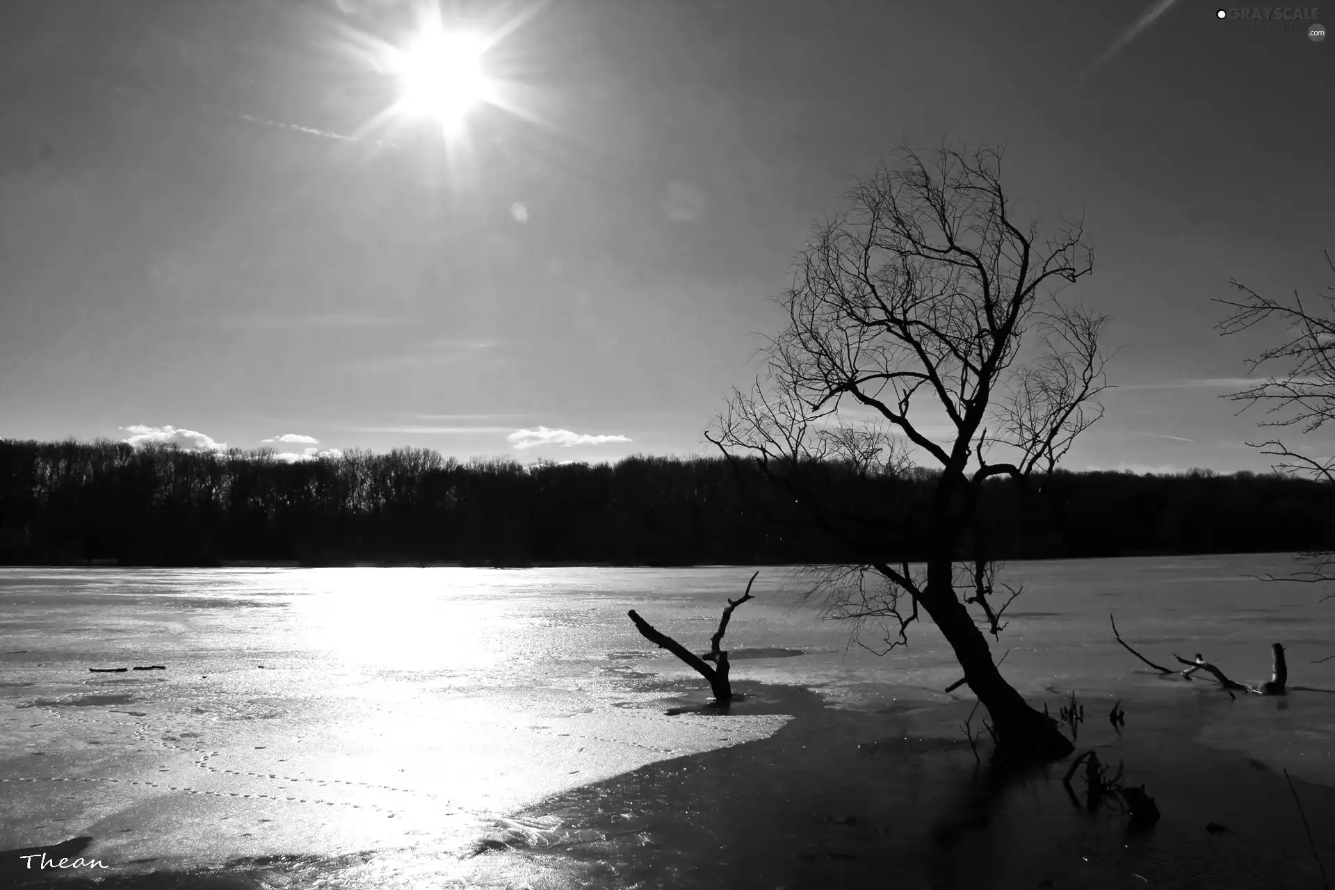 dry, trees, lake, Sky, frozen
