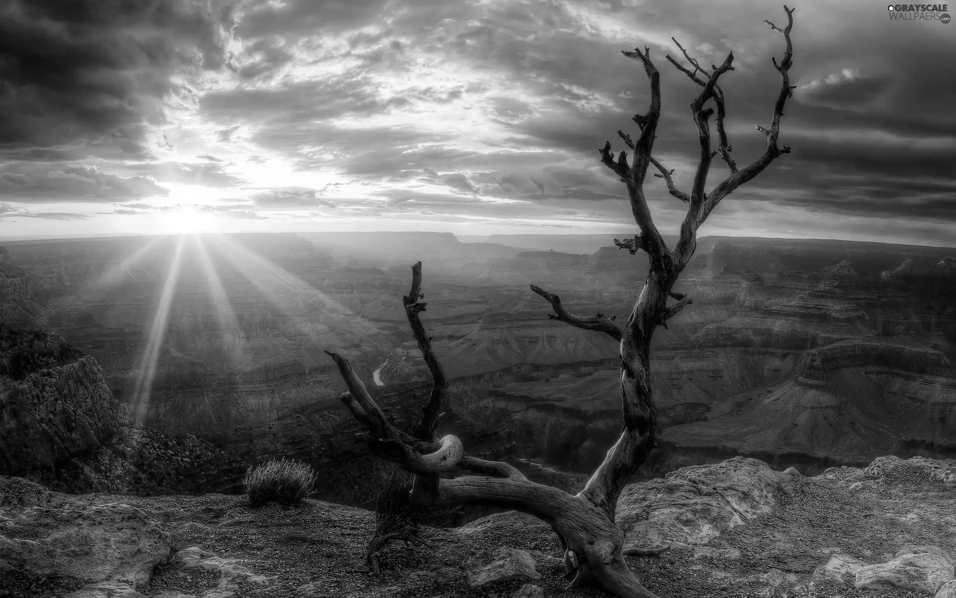 dry, trees, rays, sun, rocks
