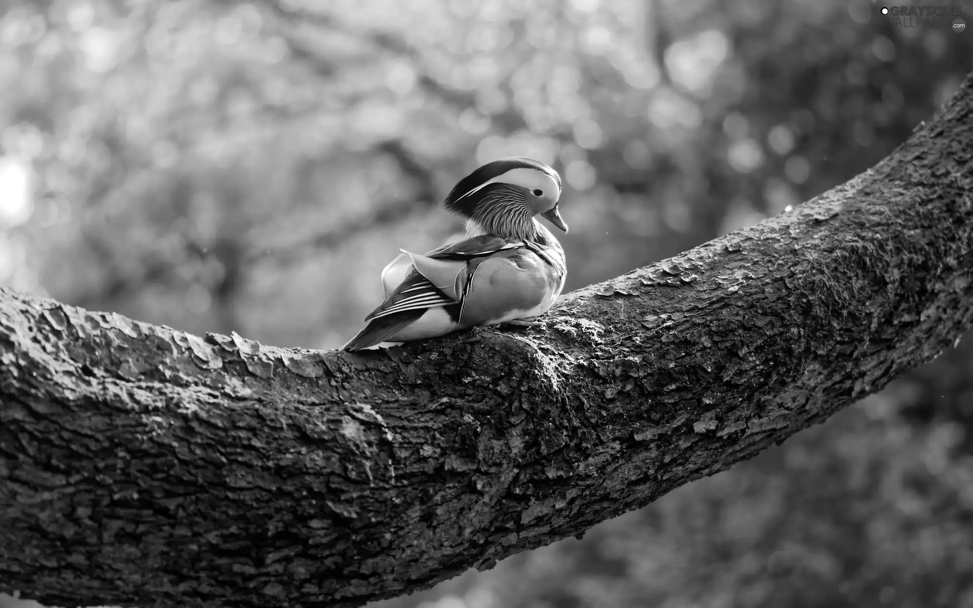 Bird, mandarine, trunk, duck