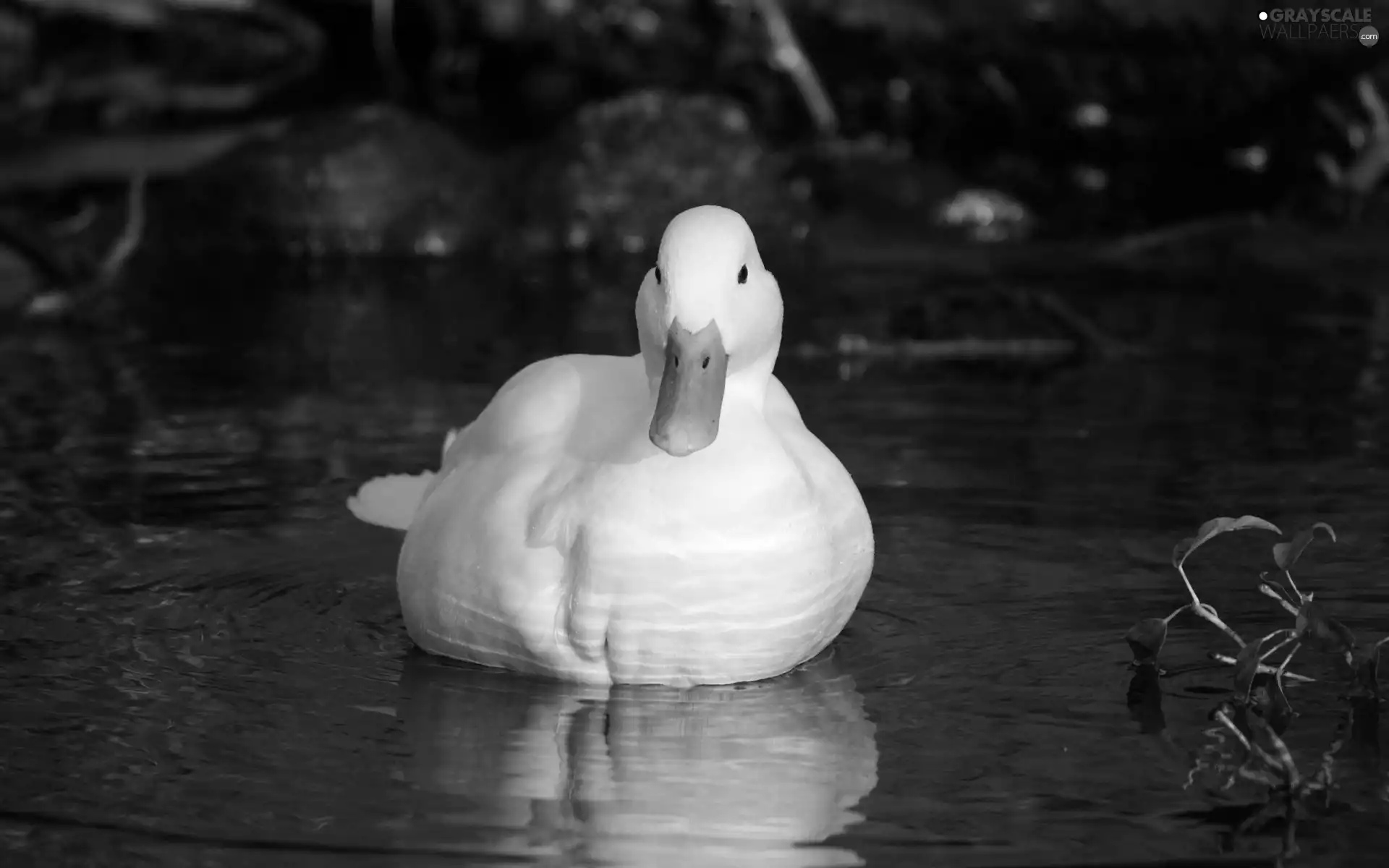 Pond - car, White, duck