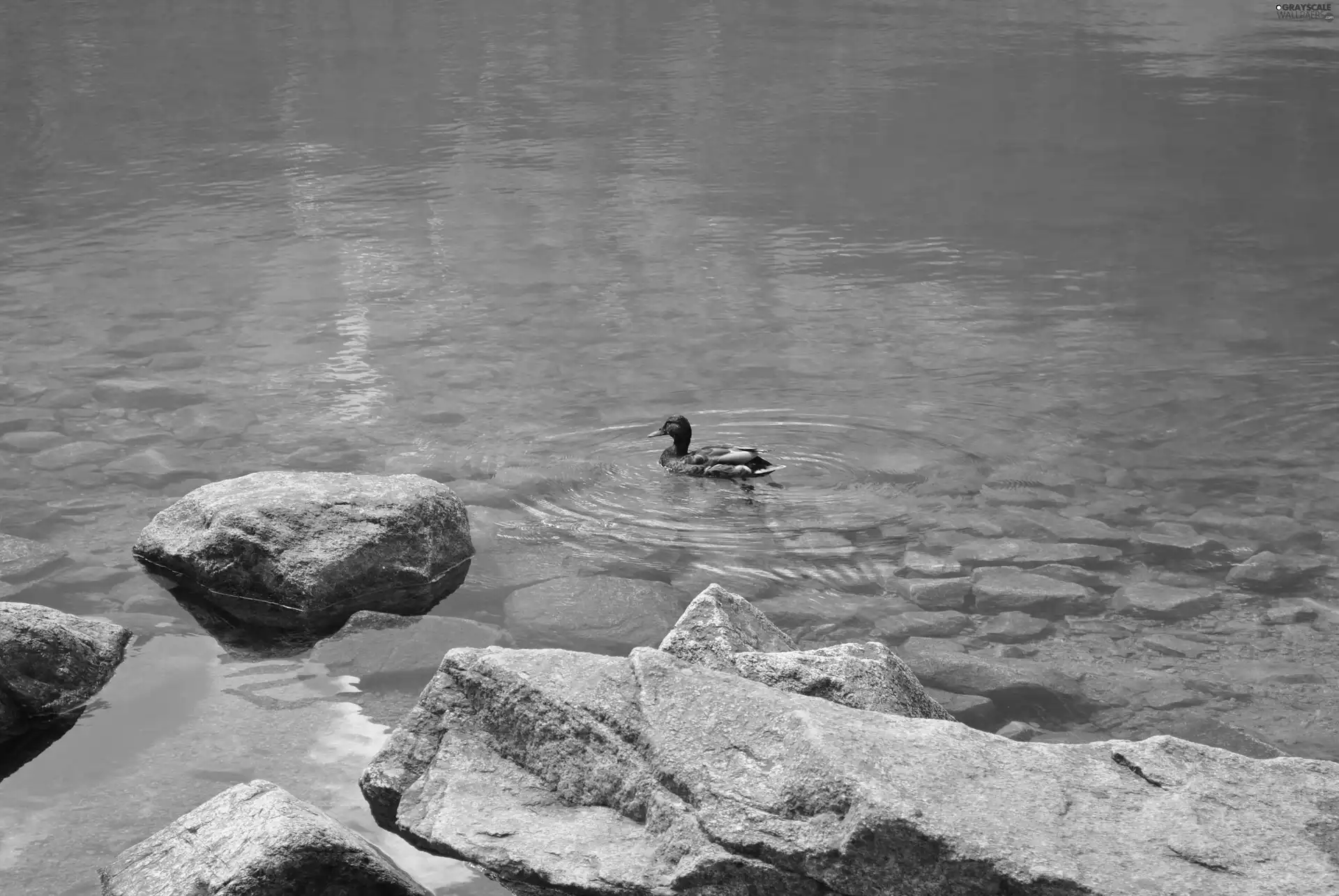 lake, duck
