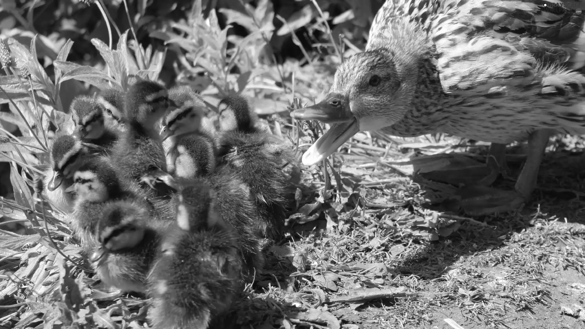 mother, duck