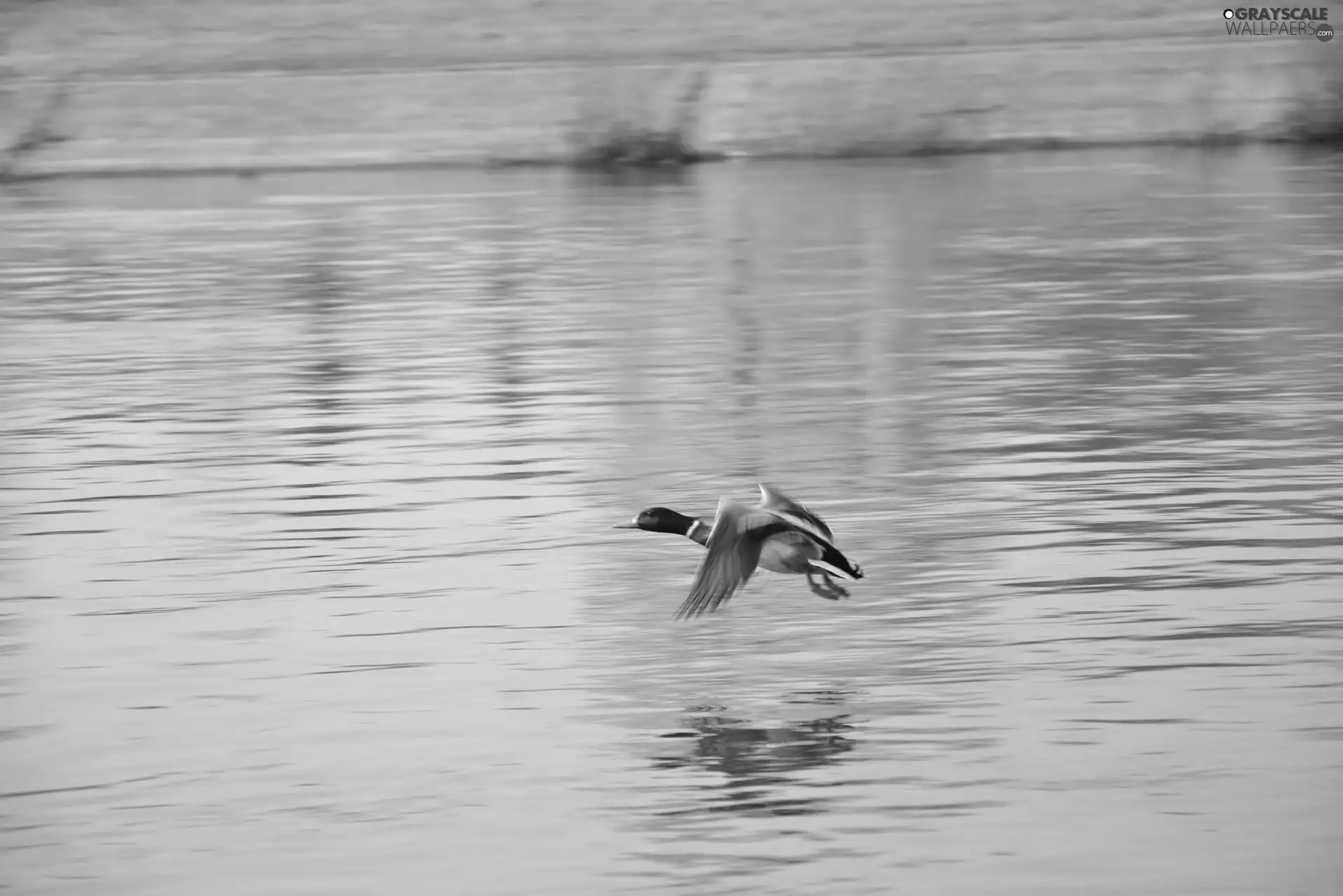 water, duck