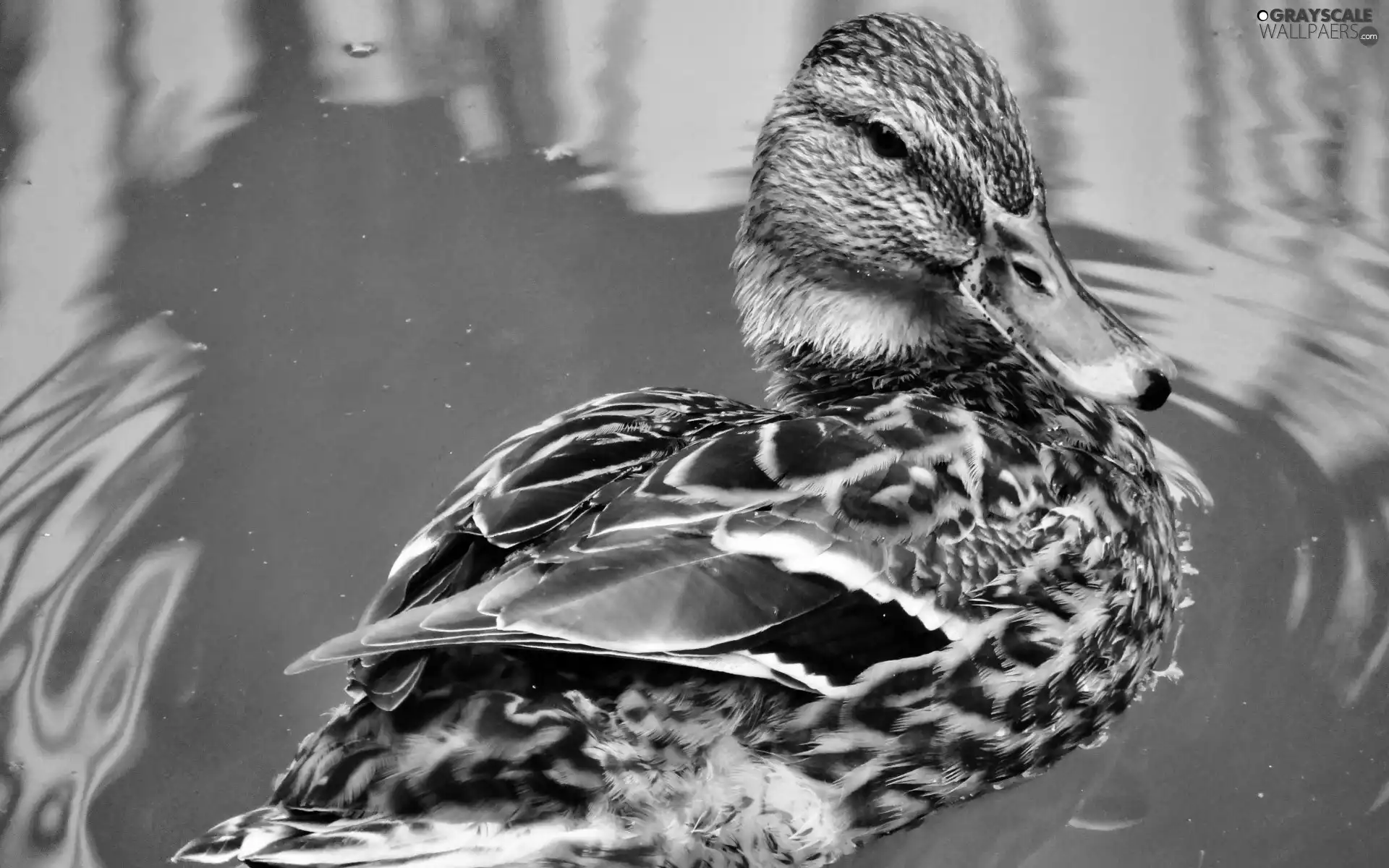 Wild, duck