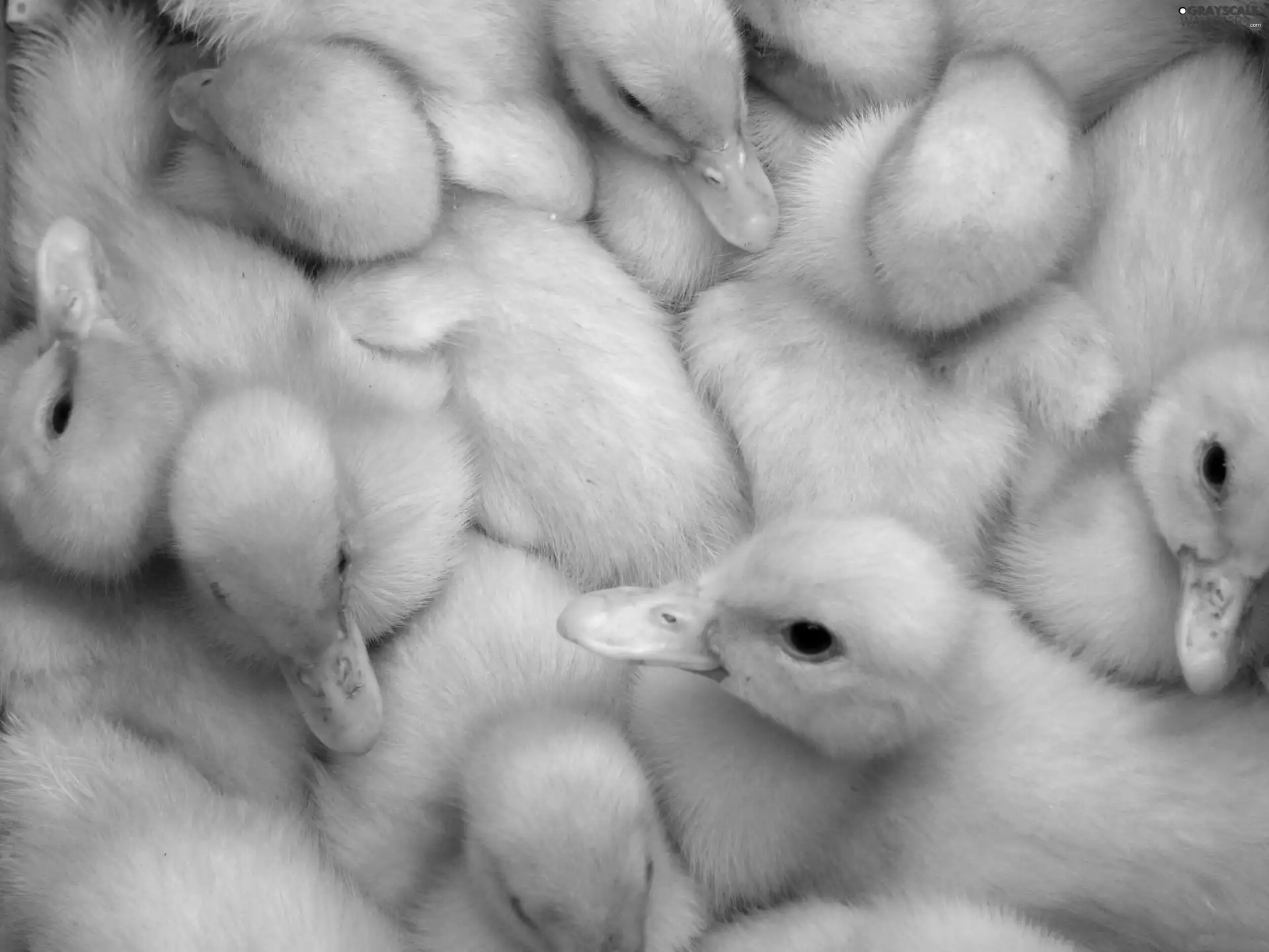 ducklings, flock, yellow