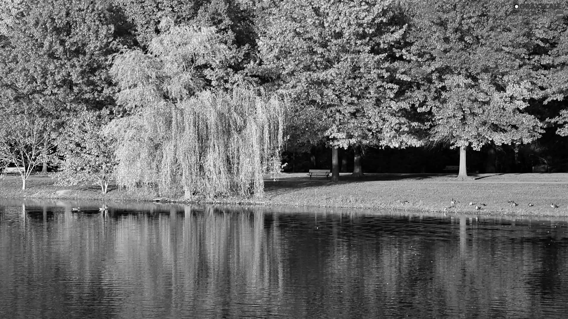 autumn, Pond - car, ducks, Park