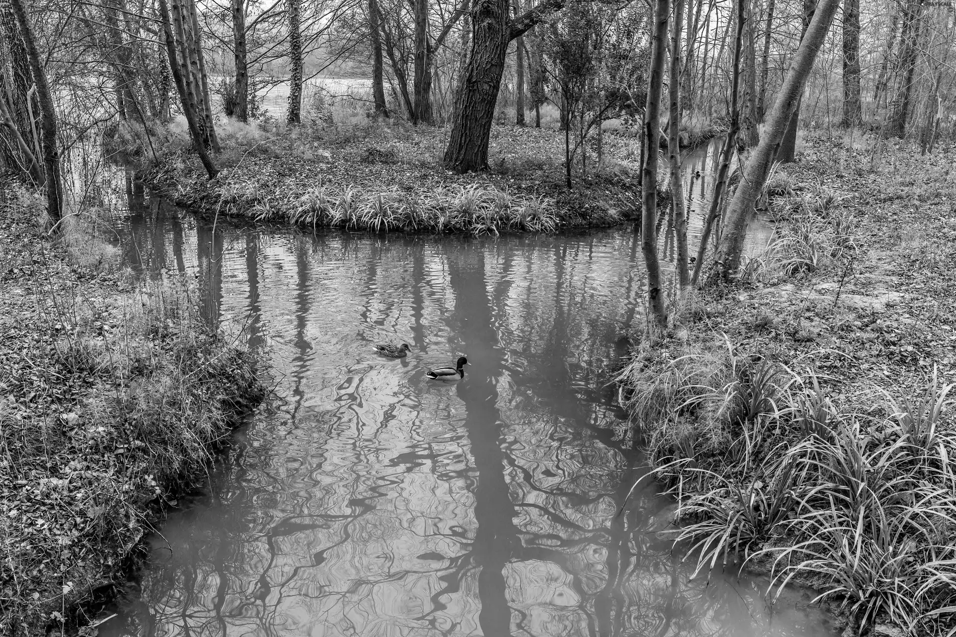 autumn, forest, ducks, River