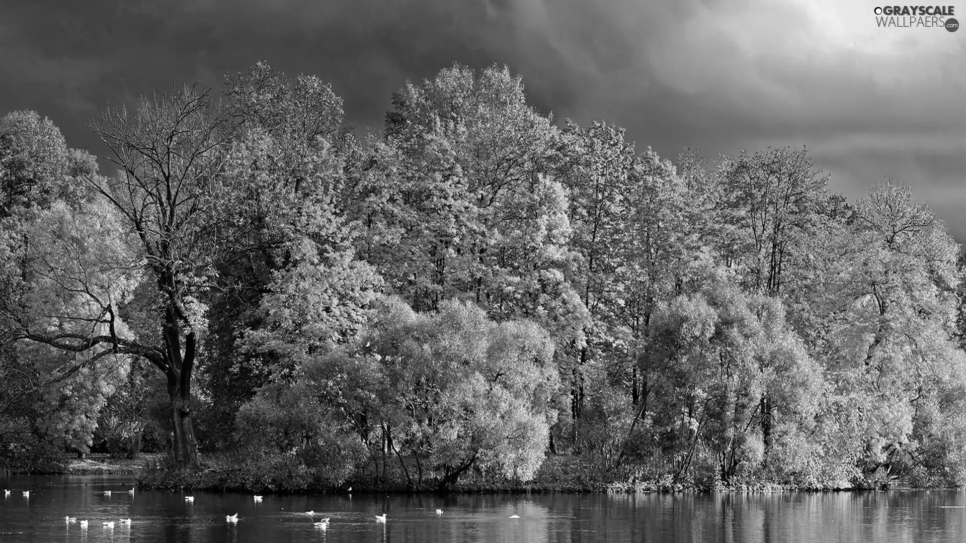 ducks, autumn, trees, viewes, River