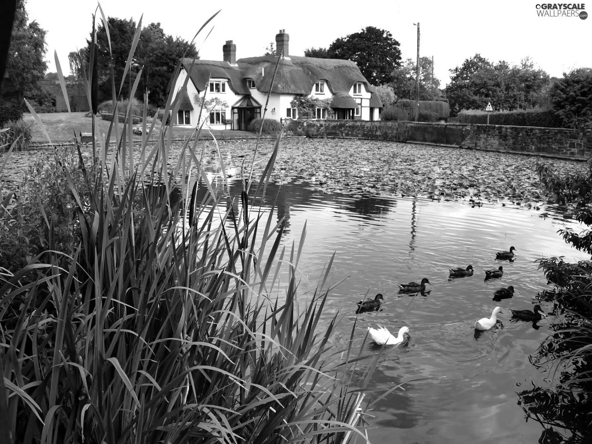 house, Pond - car, ducks, Ireland