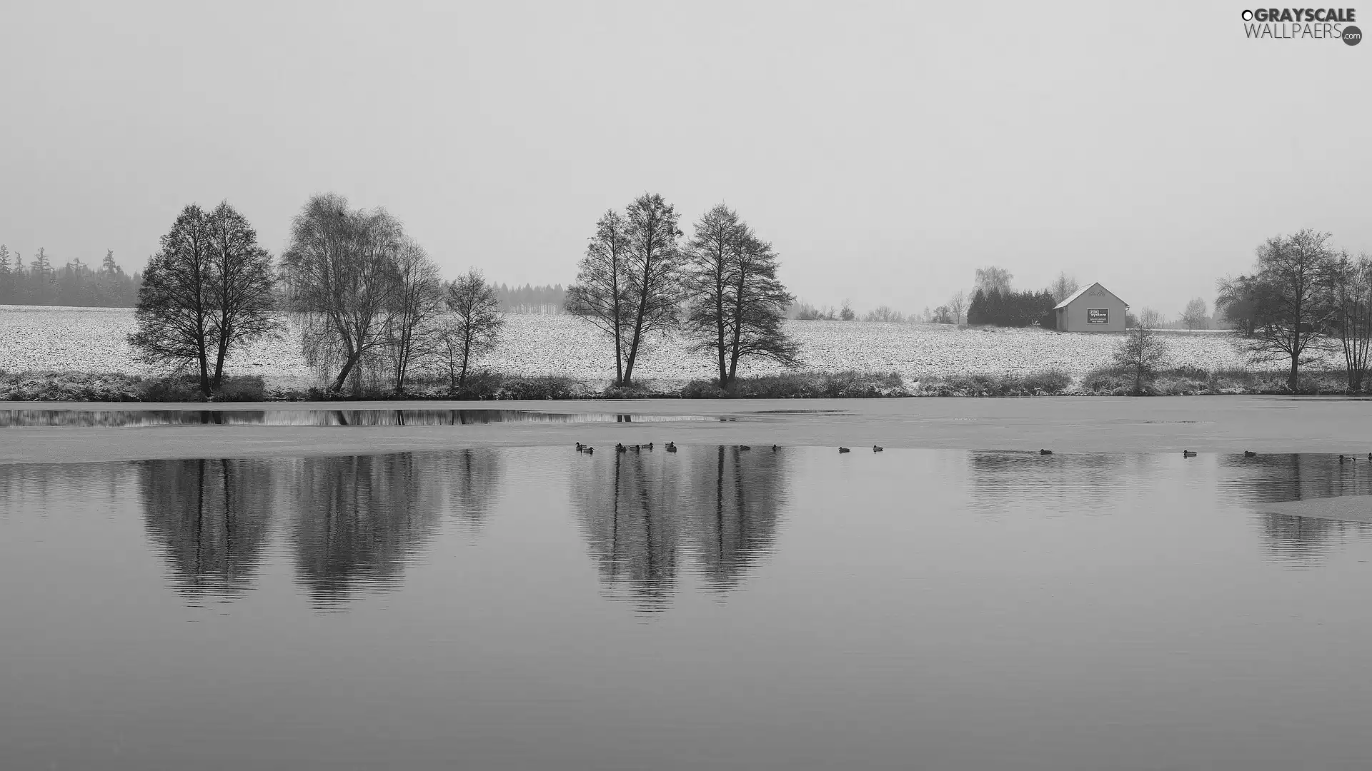 trees, winter, Field, ducks, viewes, lake