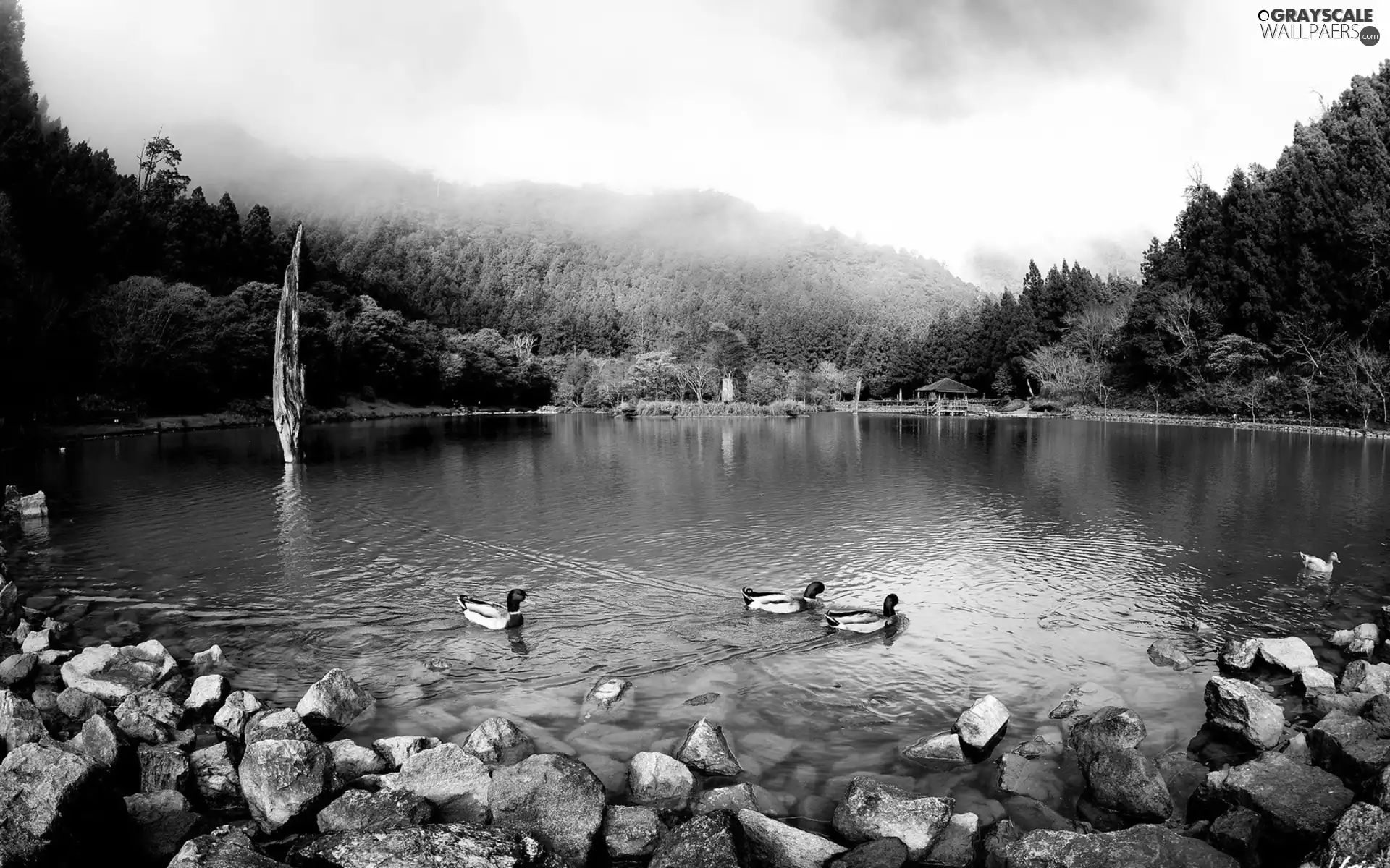 lake, woods, ducks, Mountains