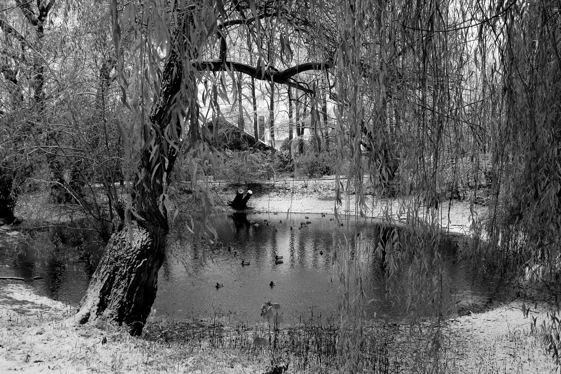 winter, trees, ducks, Pond - car