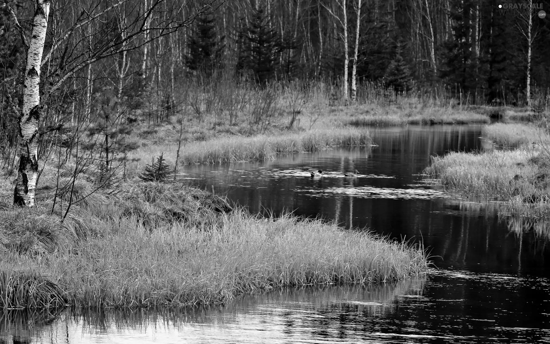 ducks, forest, River