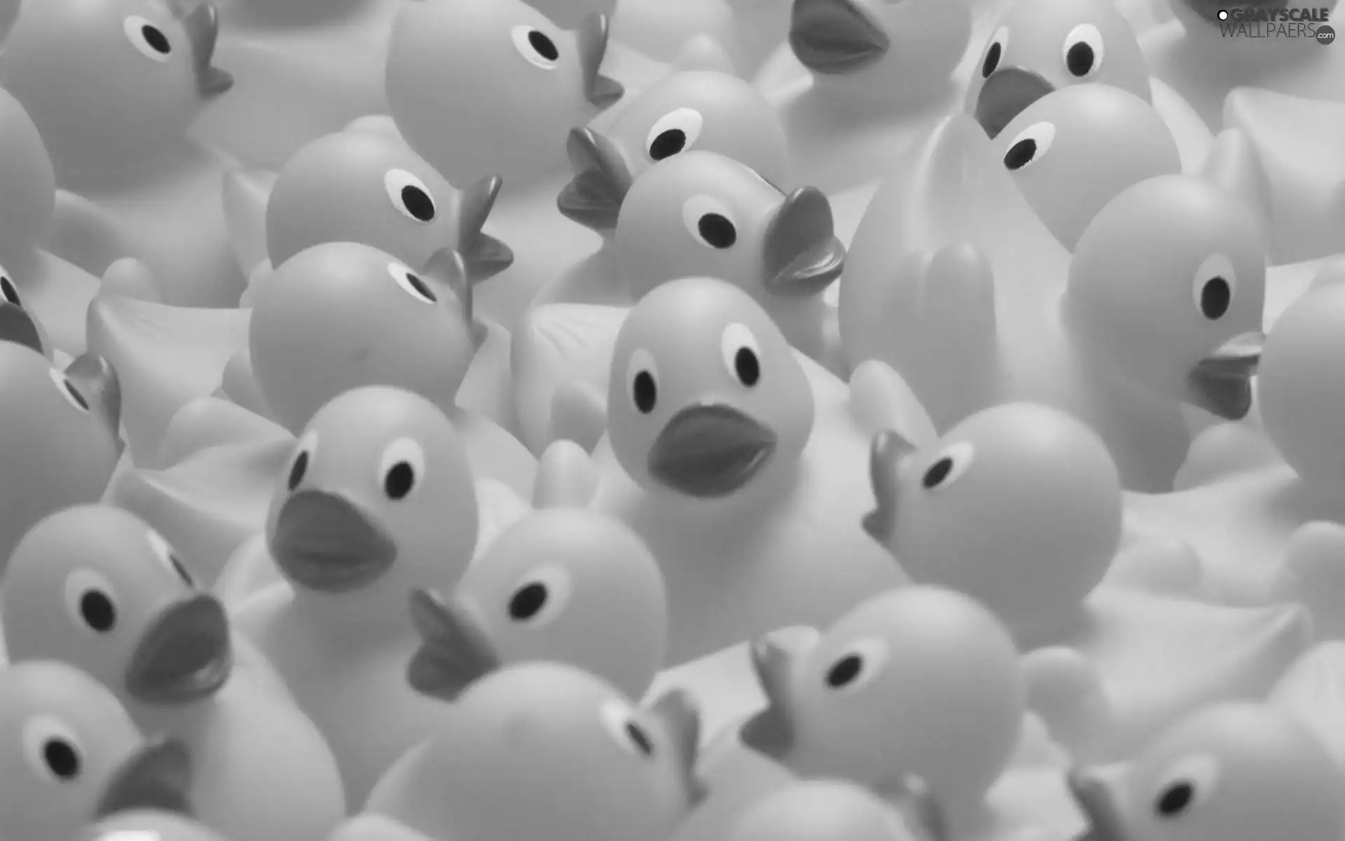 Rubber, ducks