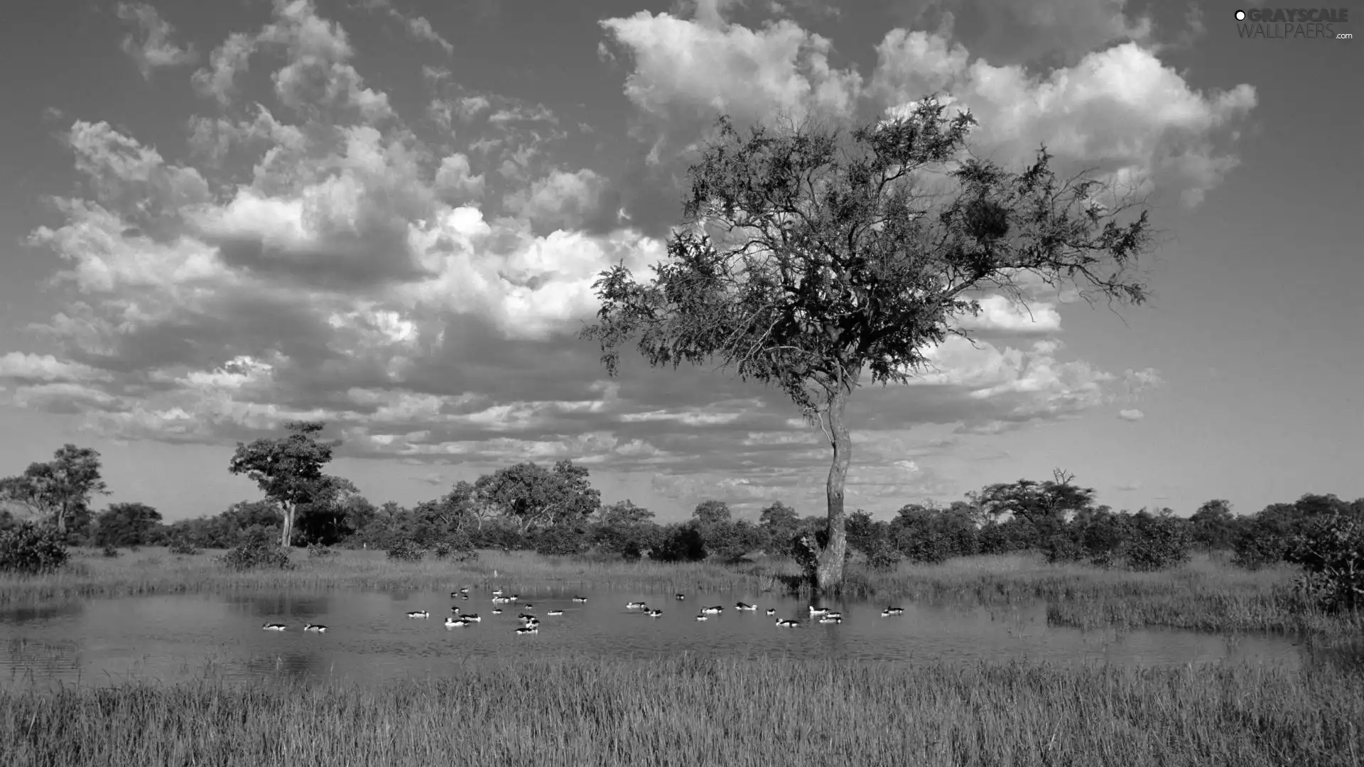 ducks, Sky, trees, viewes, Pond - car