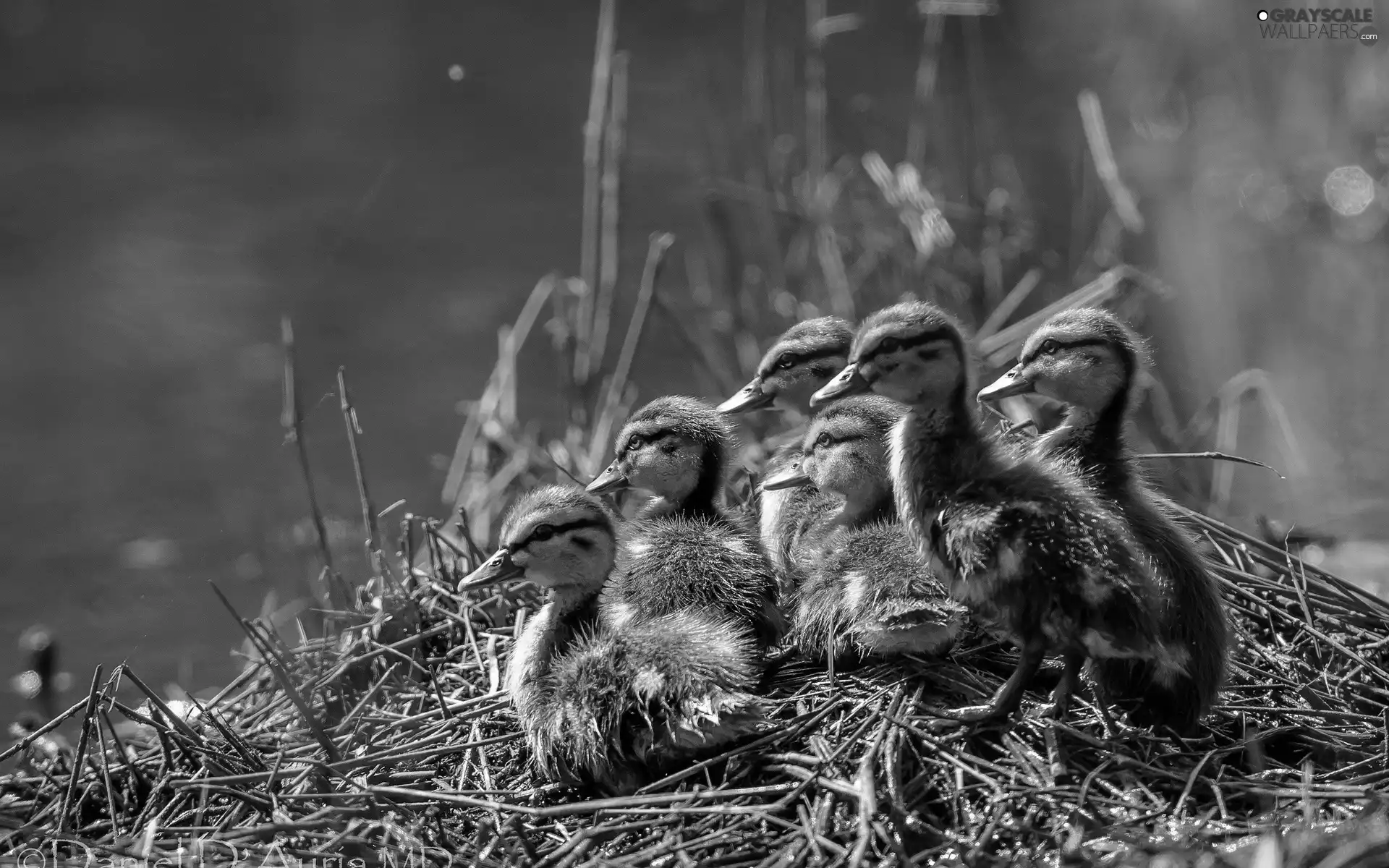 young, ducks