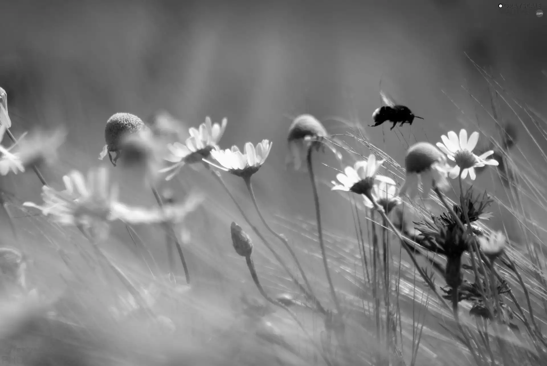 dumbledor, daisies, cornflowers