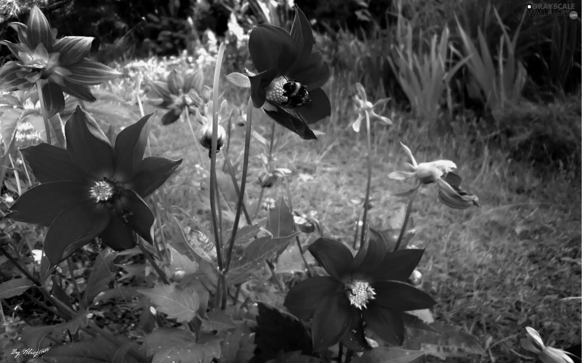 dumbledor, Red, dahlias