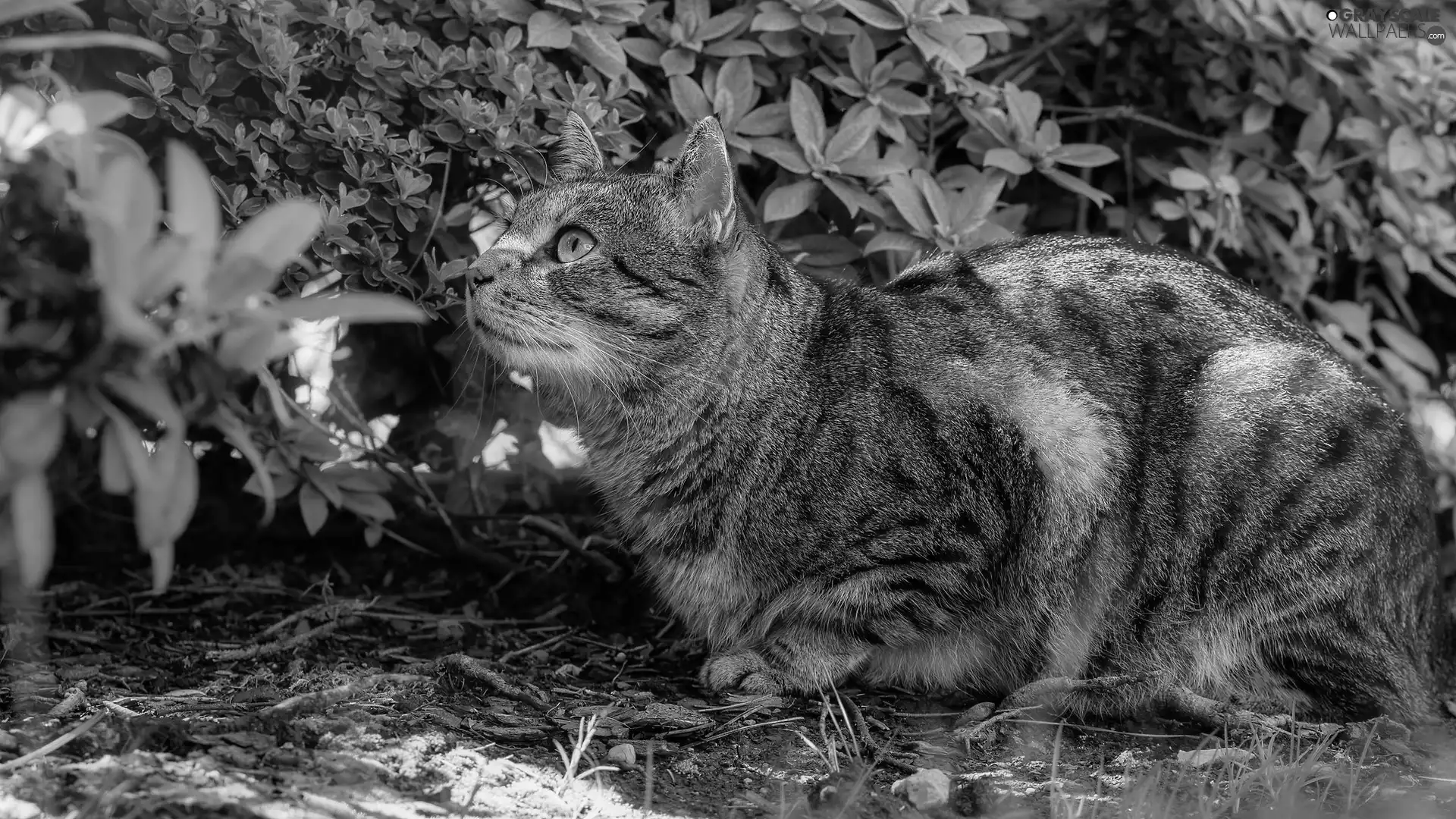 gazing, cat, Bush, dun