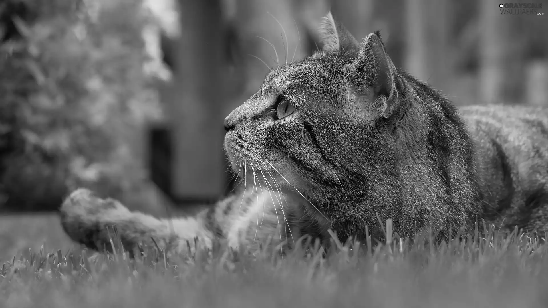 gazing, cat, grass, dun