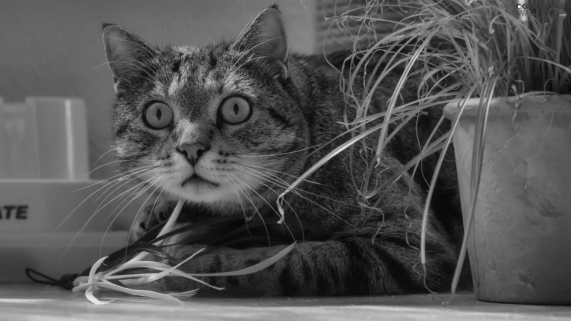 lying, cat, pot, dun