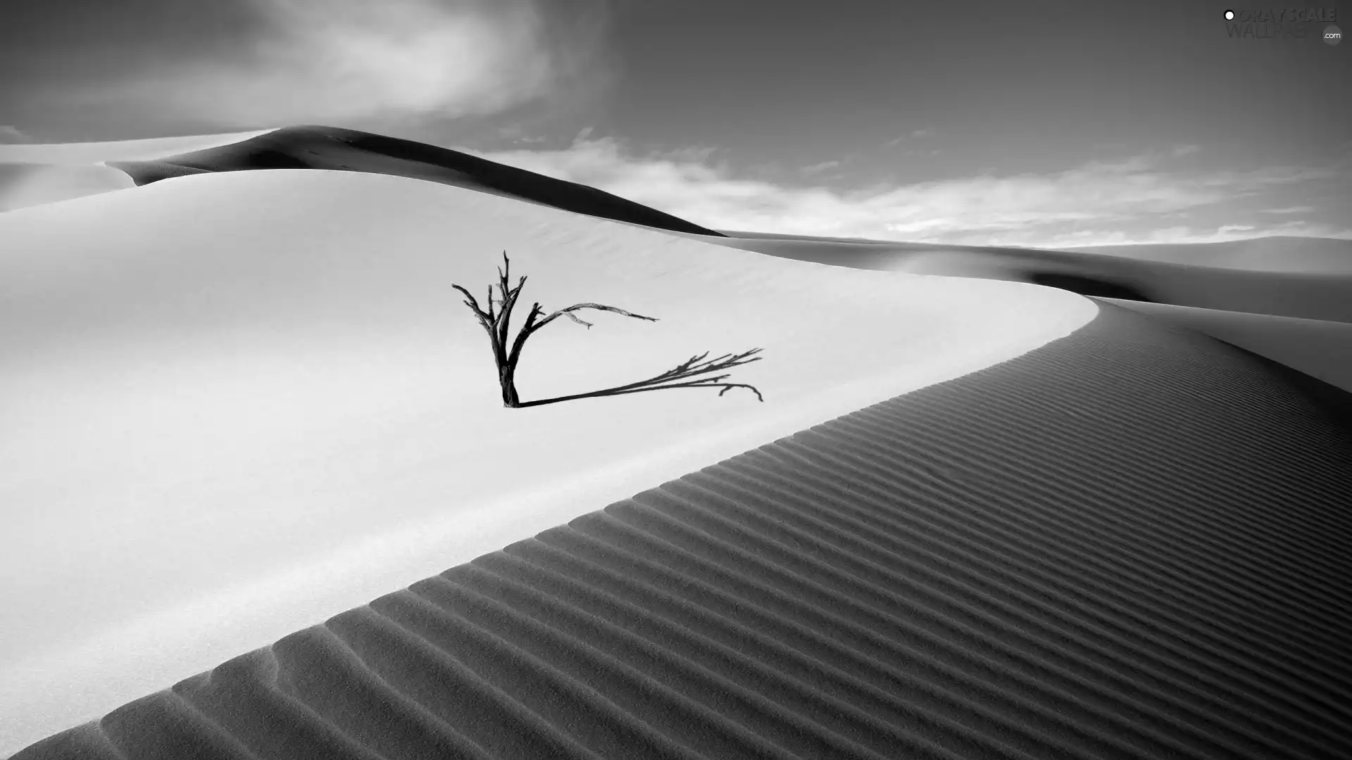 Dunes, sapling, Sand, embers, Desert