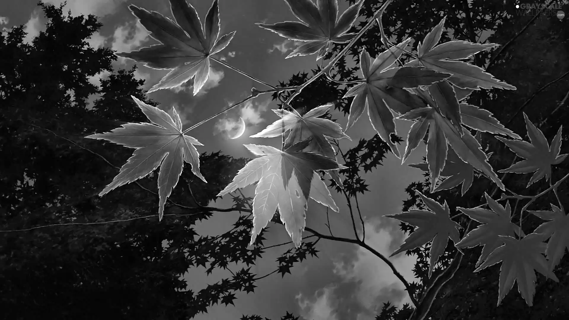 Leaf, moon, Dusk, Sky